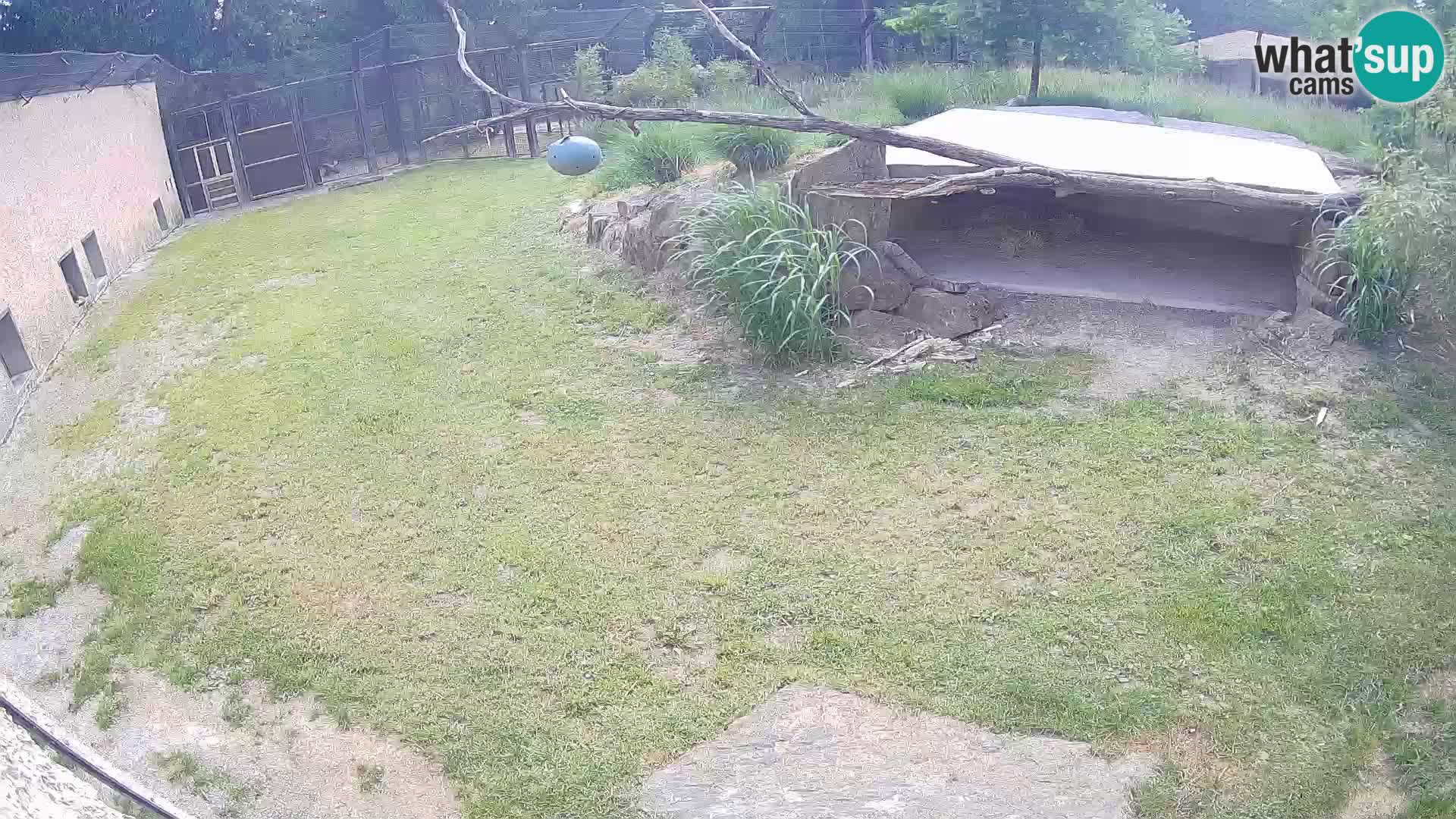 Lavovi web kamera uživo u ljubljanskom zoološkom vrtu – Slovenija
