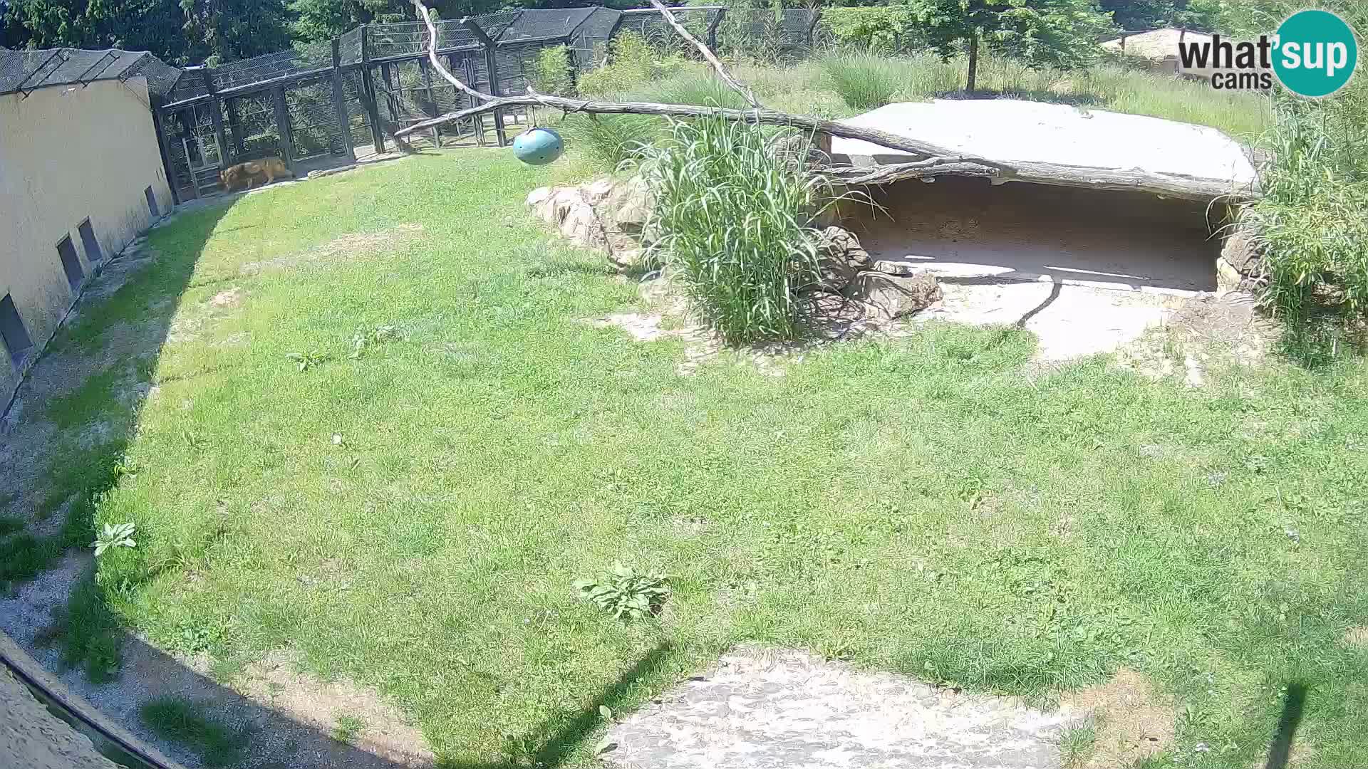 LION live Webcam in Ljubljana Zoo – Slovenia