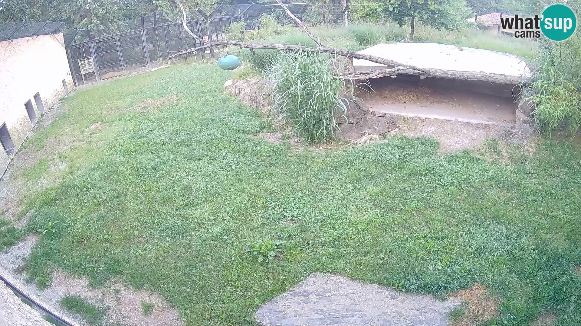 LION live Webcam in Ljubljana Zoo – Slovenia