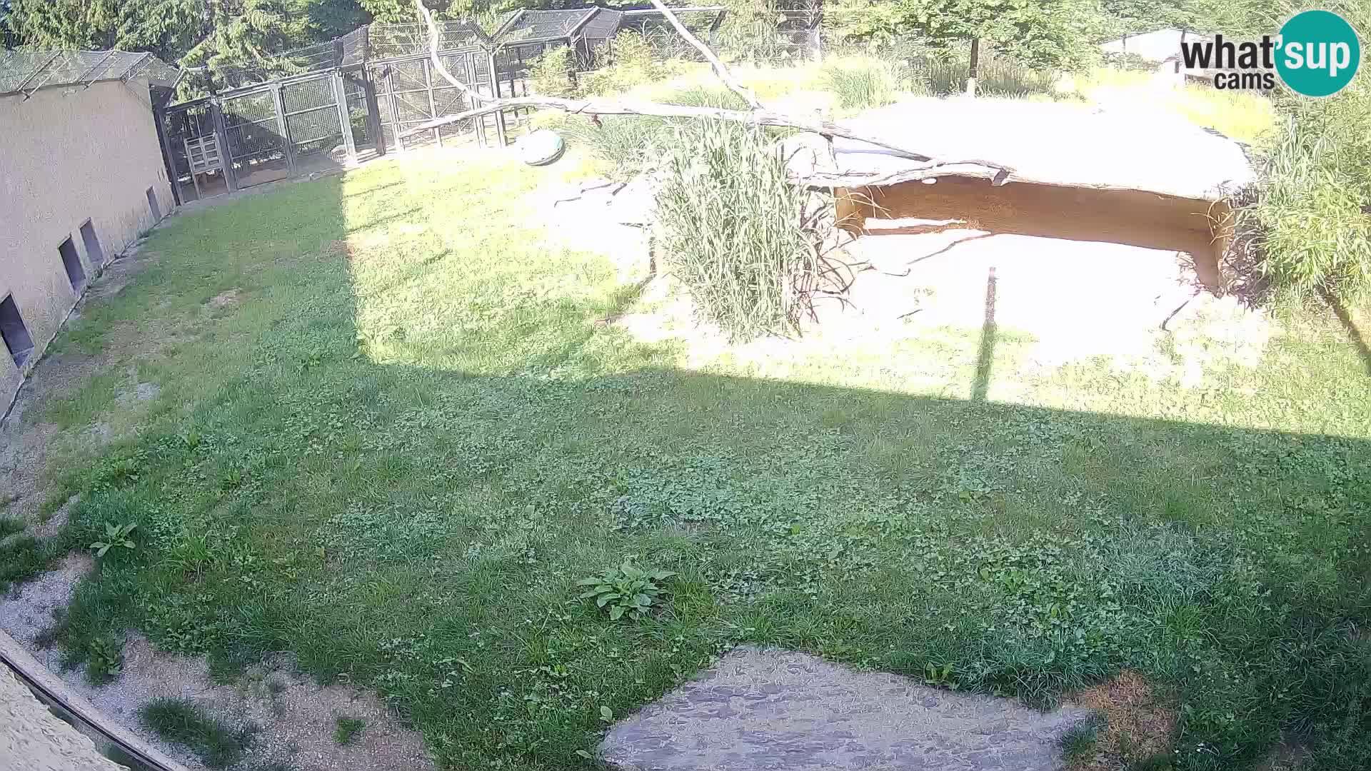 LEONE live Webcam nello zoo di Lubiana – Slovenia