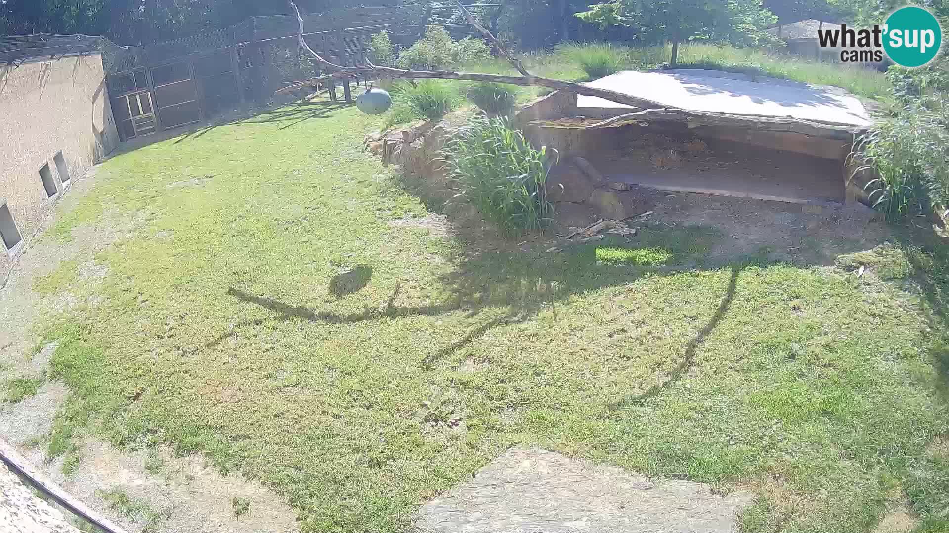 LEONE live Webcam nello zoo di Lubiana – Slovenia