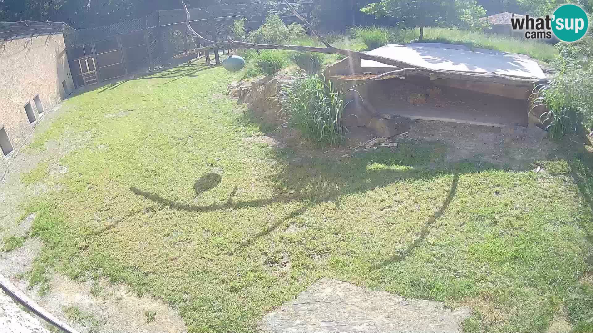 LION live Webcam in Ljubljana Zoo – Slovenia