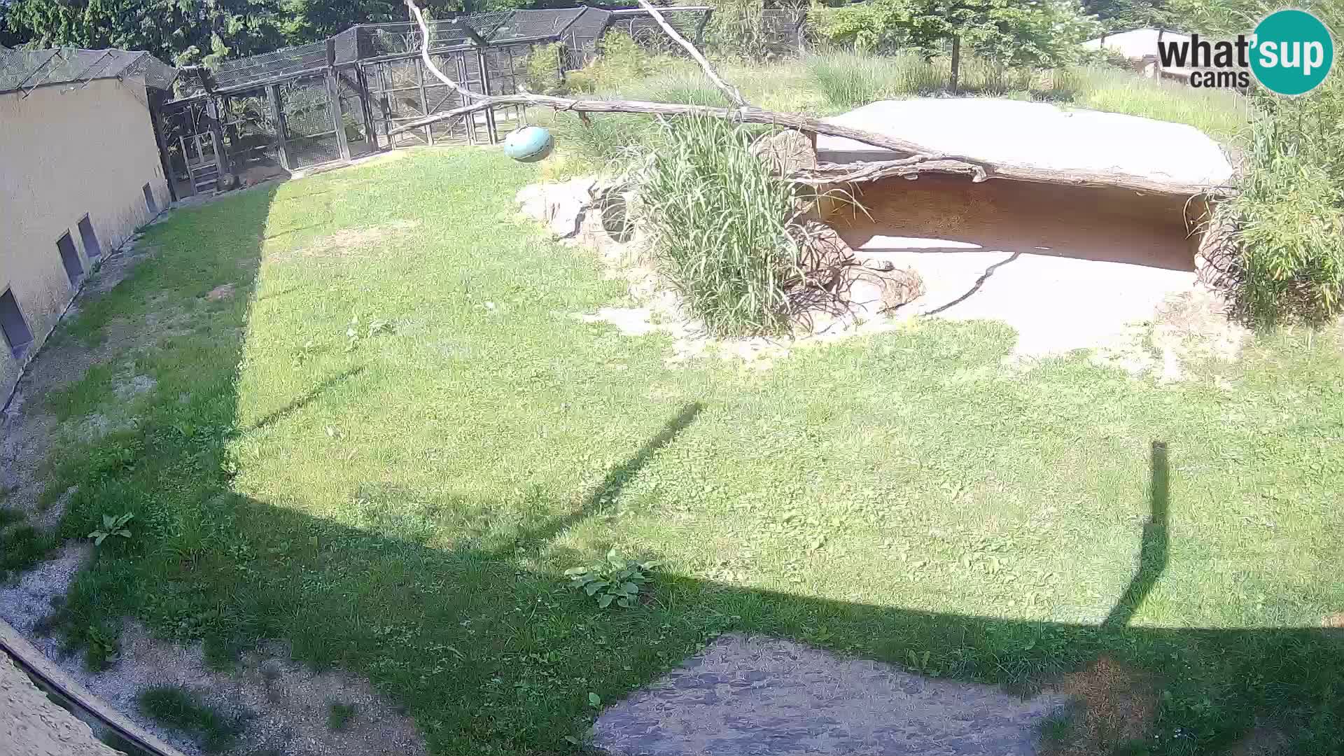 LION live Webcam in Ljubljana Zoo – Slovenia