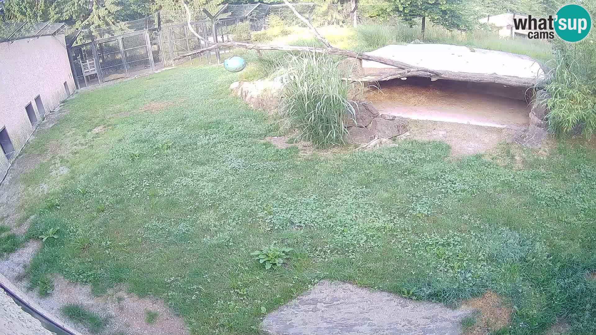 LEVI spletna kamera v živalskem vrtu Ljubljana Zoo