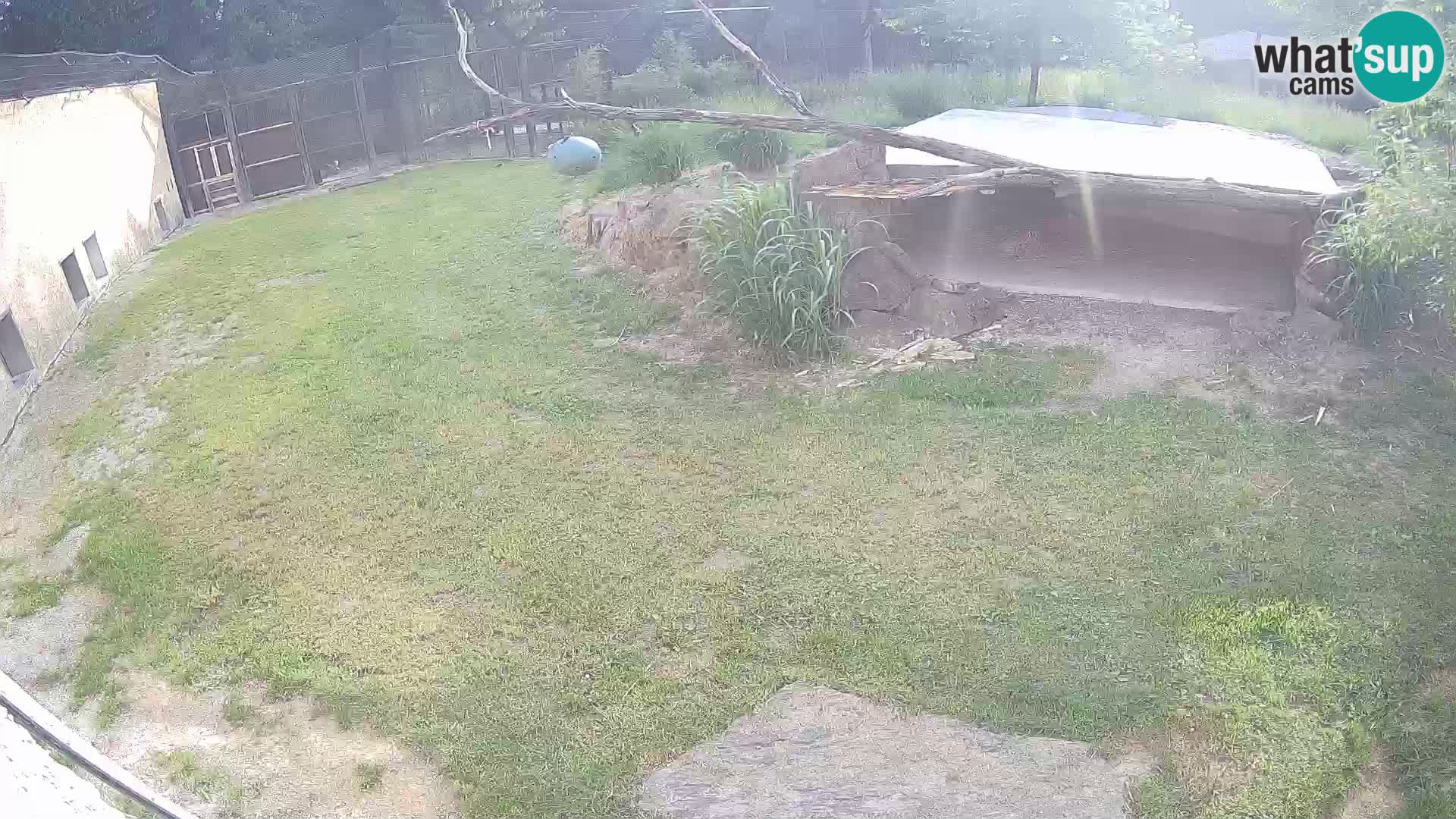 Löwe live Webcam im Zoo von Ljubljana – Slowenien
