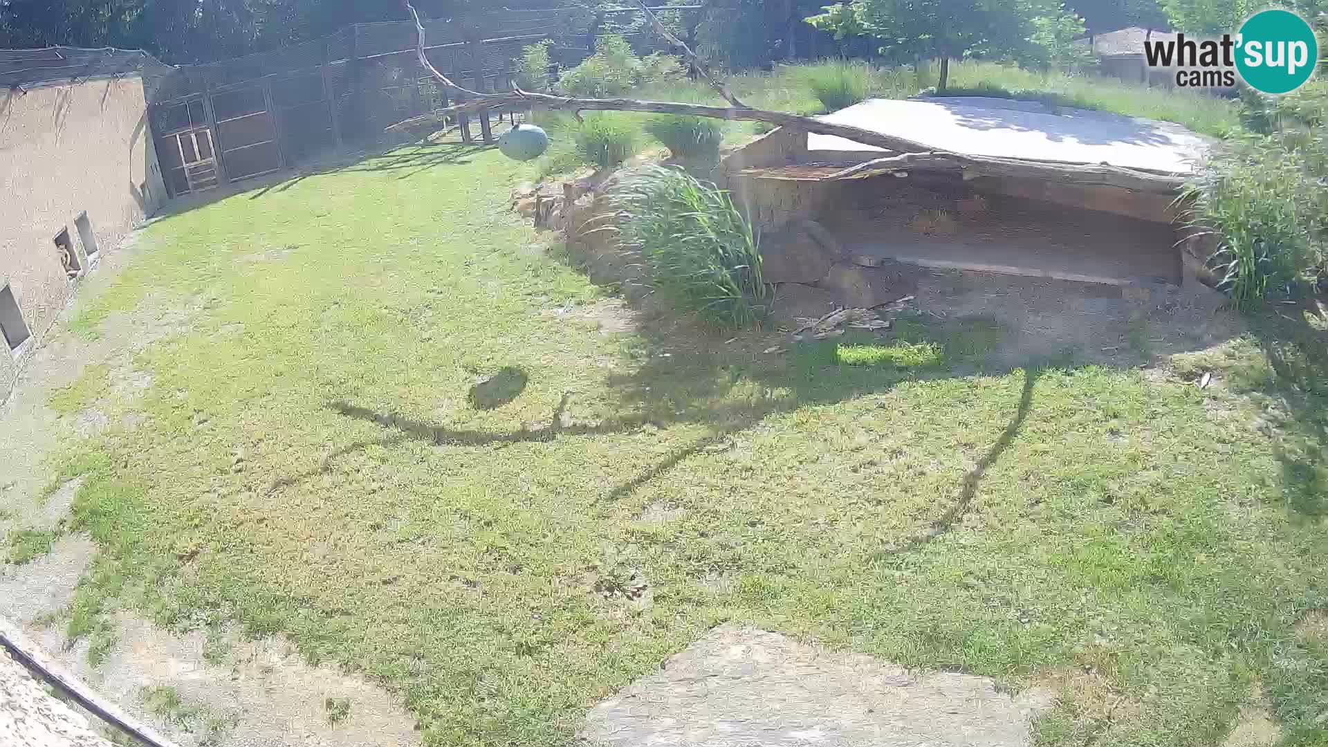 LEVI spletna kamera v živalskem vrtu Ljubljana Zoo