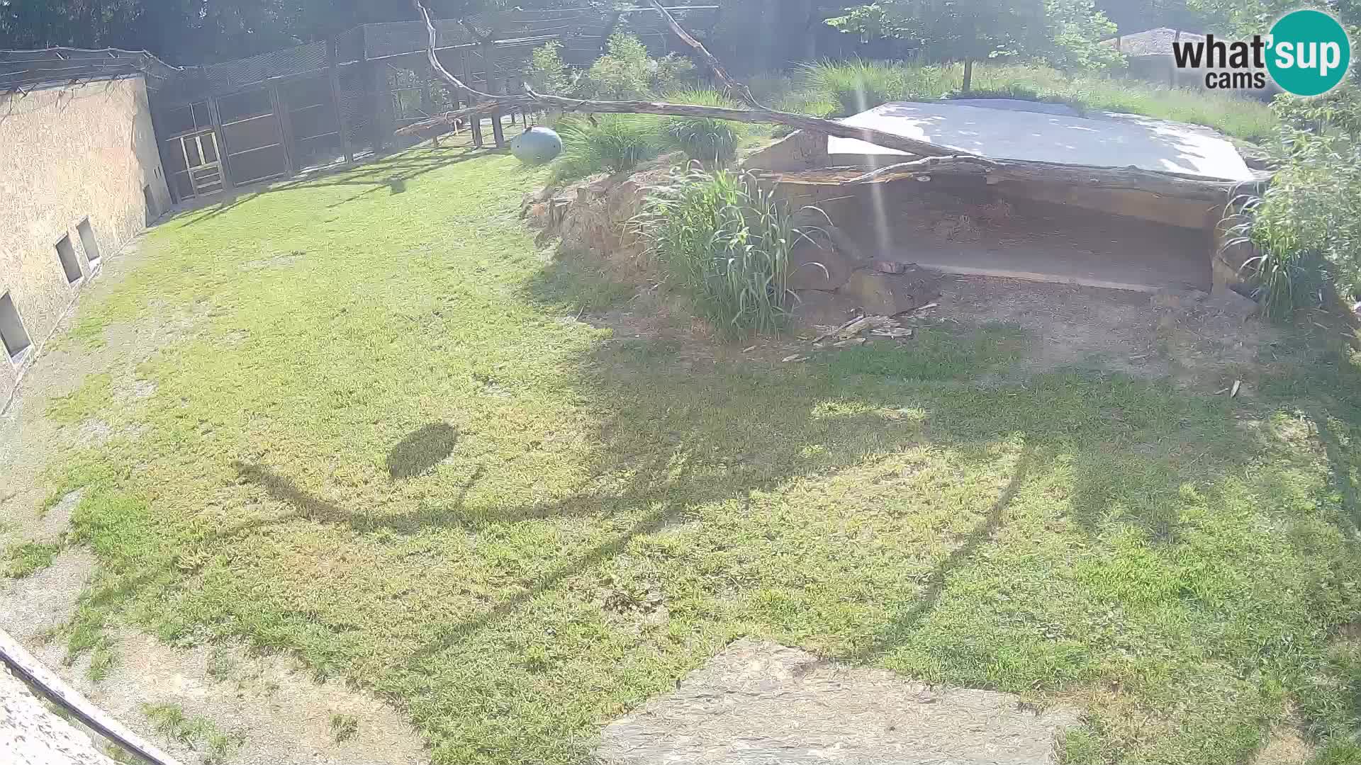 LEONE live Webcam nello zoo di Lubiana – Slovenia