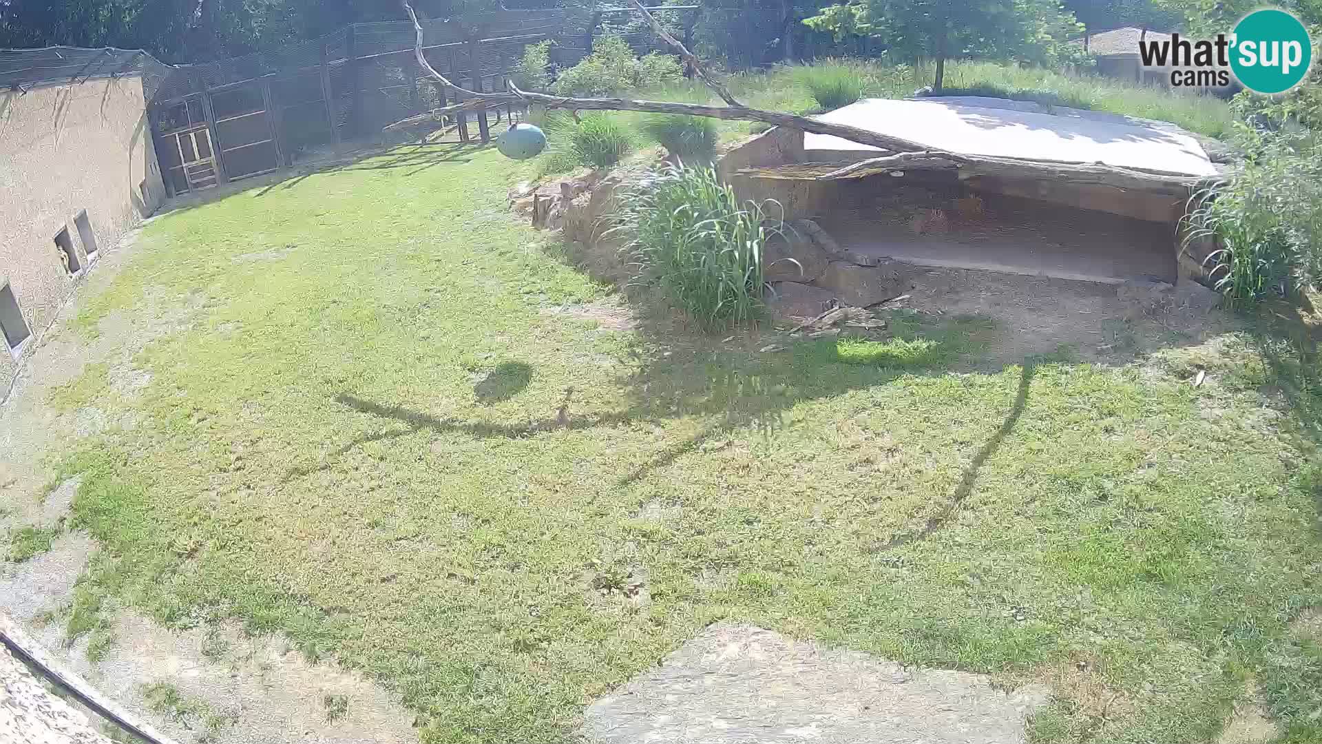 LEVI spletna kamera v živalskem vrtu Ljubljana Zoo