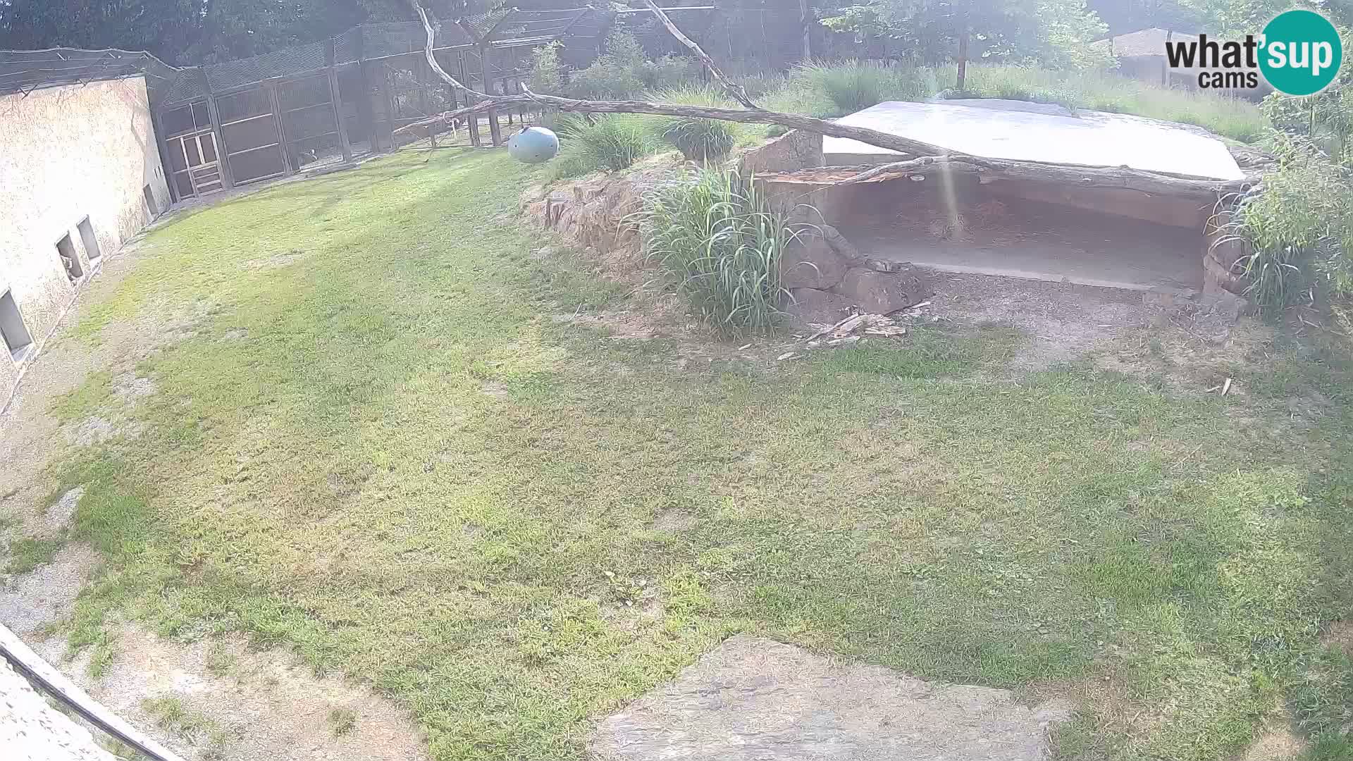 LION webcam en direct du zoo de Ljubljana – Slovénie