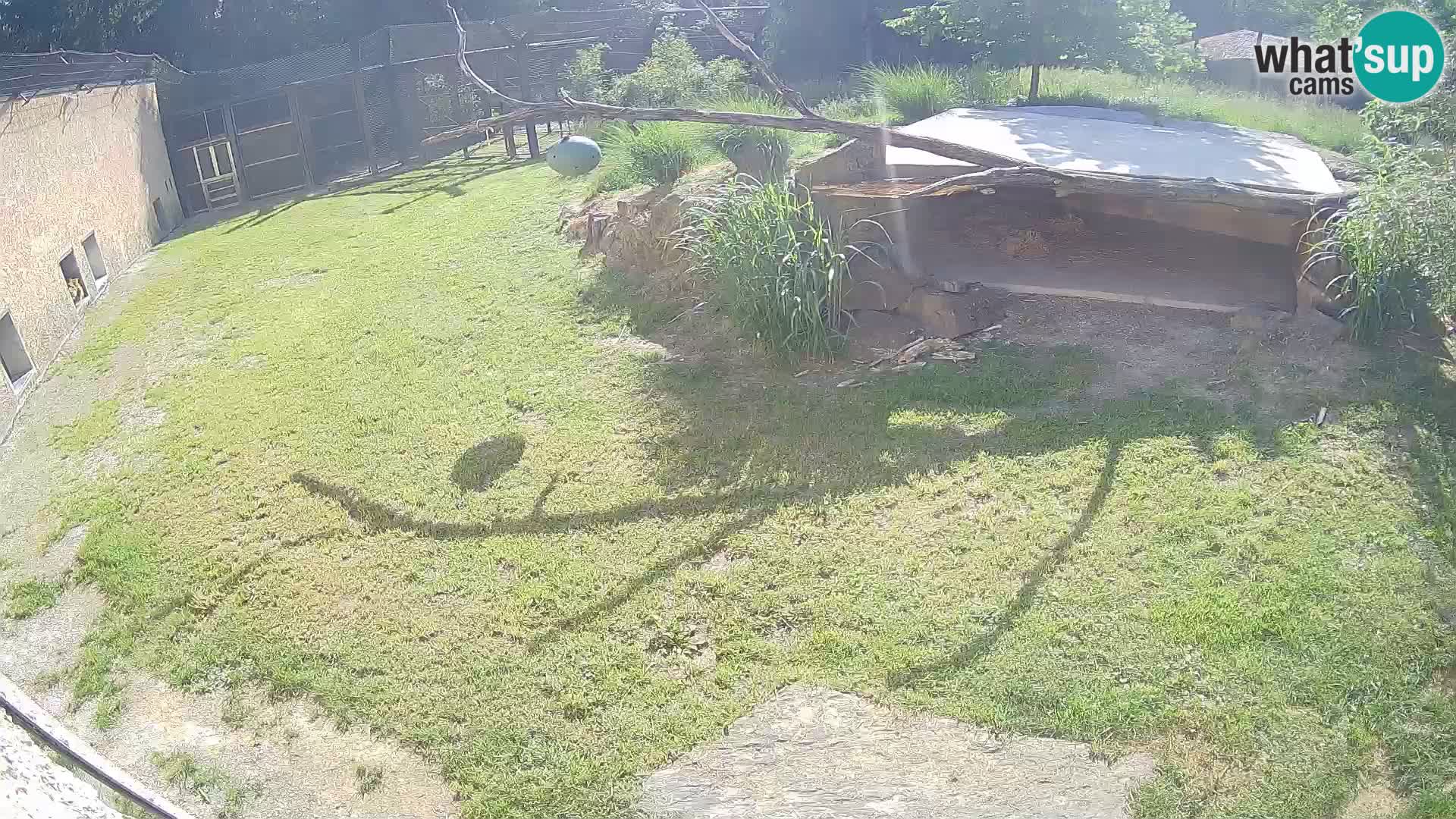 LEVI spletna kamera v živalskem vrtu Ljubljana Zoo