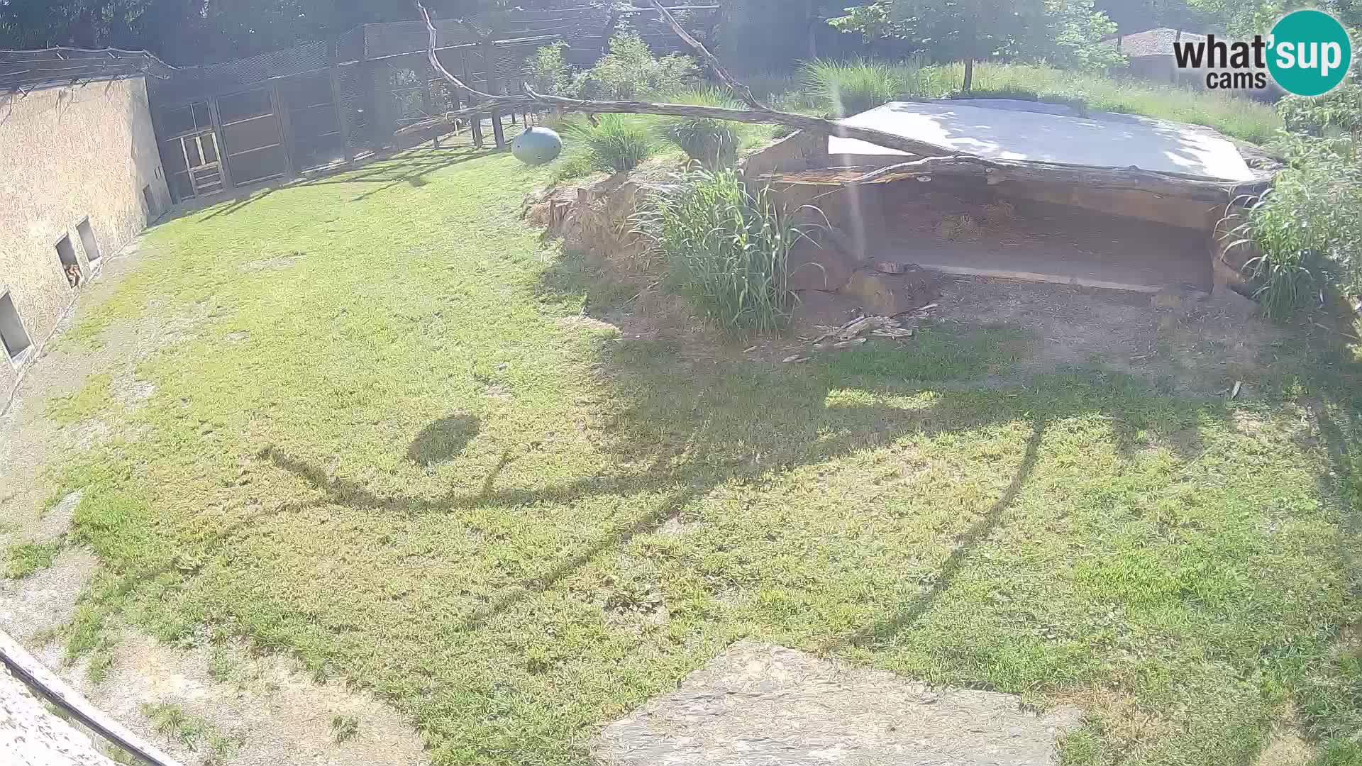Lavovi web kamera uživo u ljubljanskom zoološkom vrtu – Slovenija