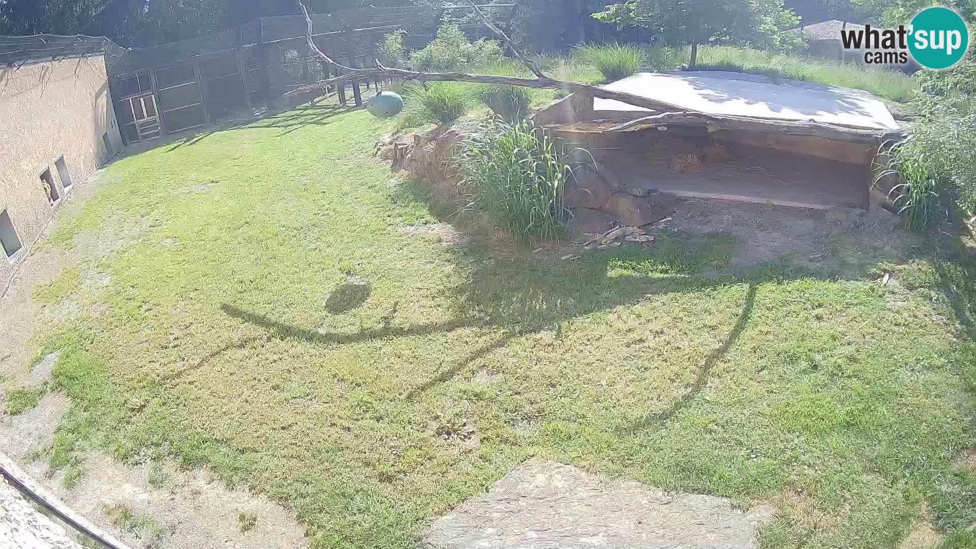 Löwe live Webcam im Zoo von Ljubljana – Slowenien