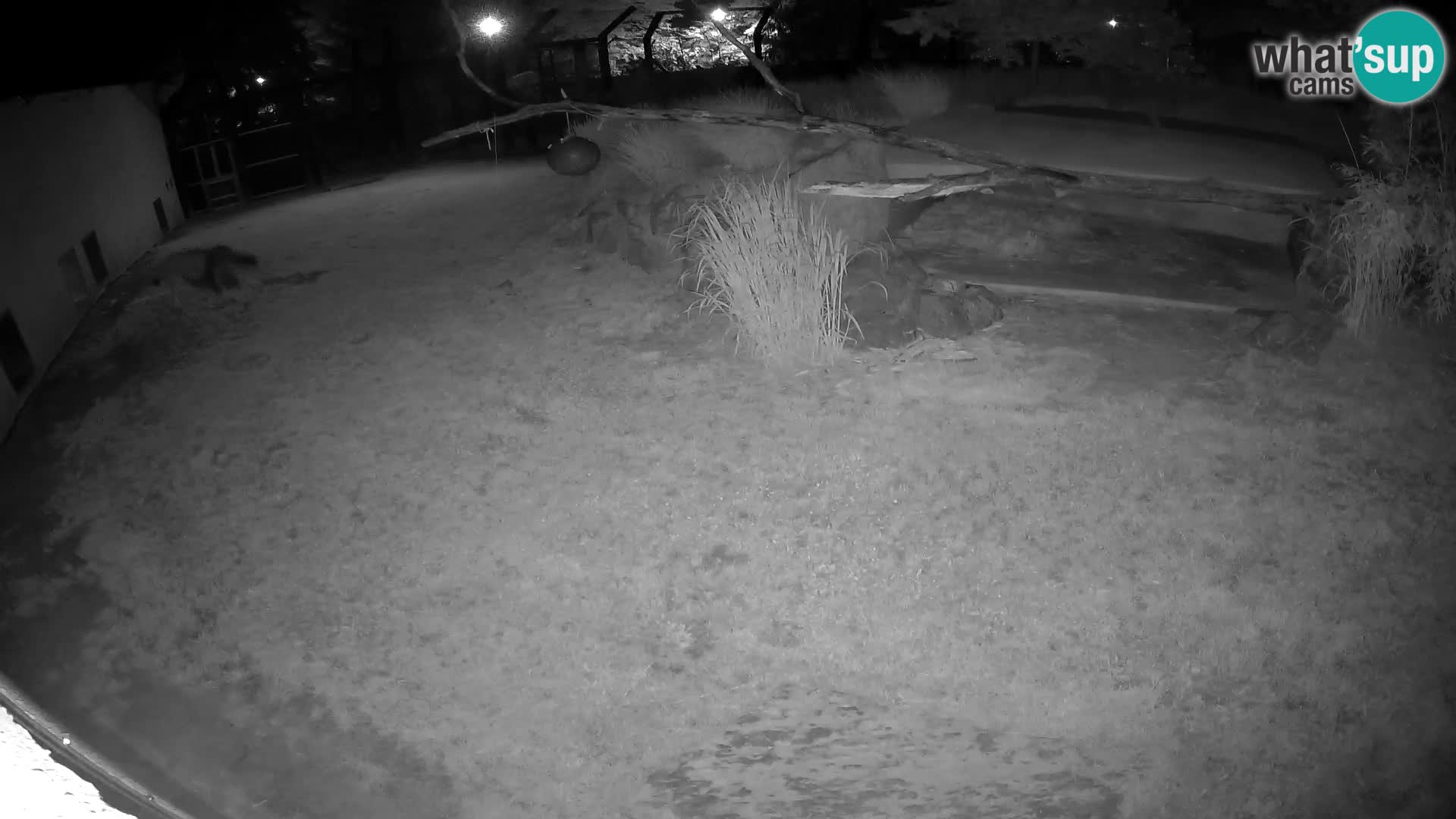 LION webcam en direct du zoo de Ljubljana – Slovénie