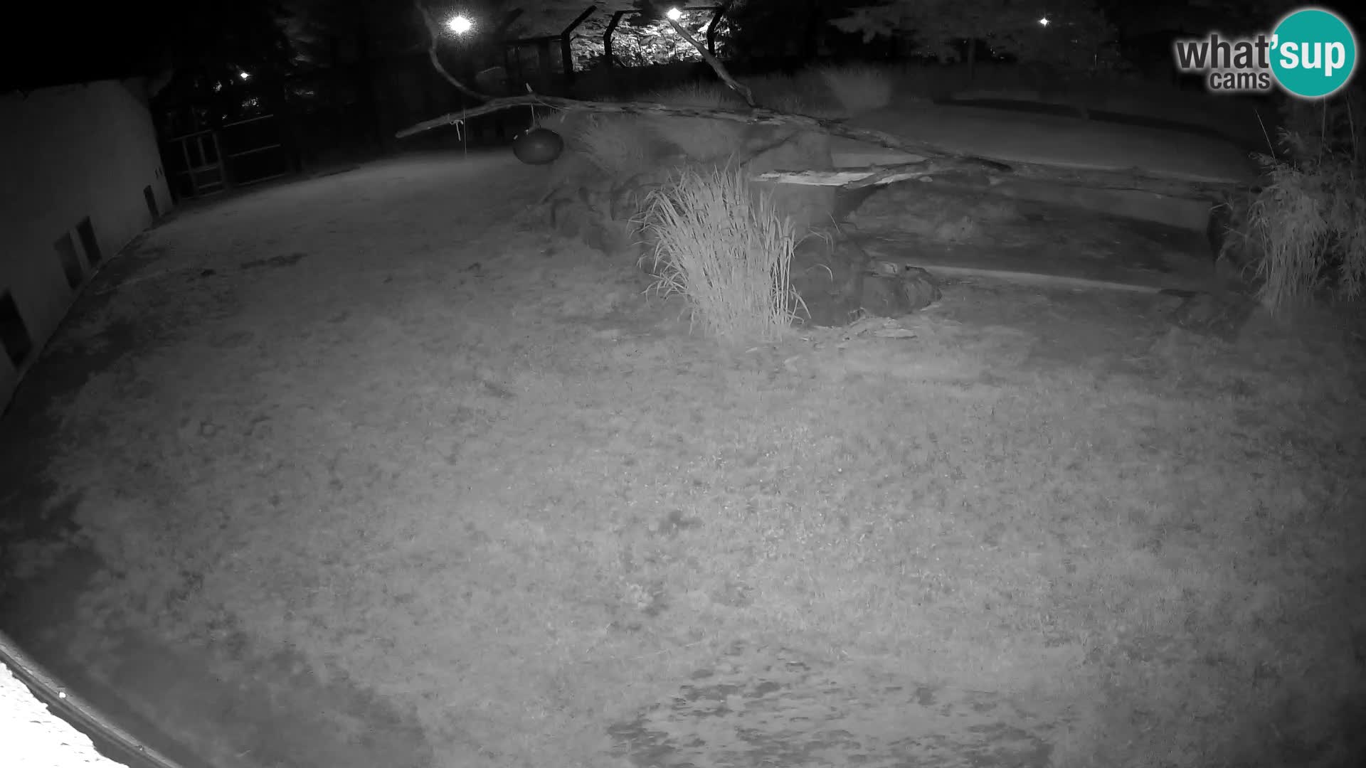 Löwe live Webcam im Zoo von Ljubljana – Slowenien