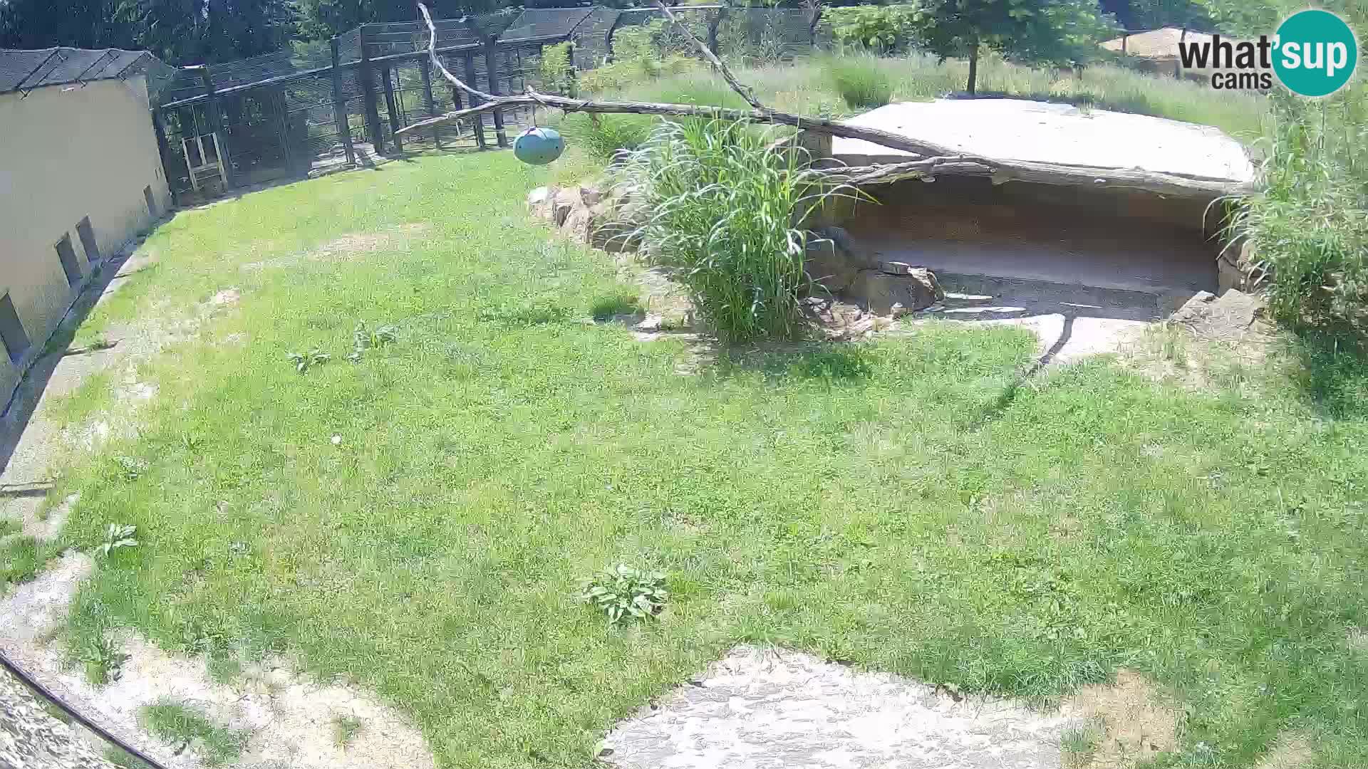 Löwe live Webcam im Zoo von Ljubljana – Slowenien