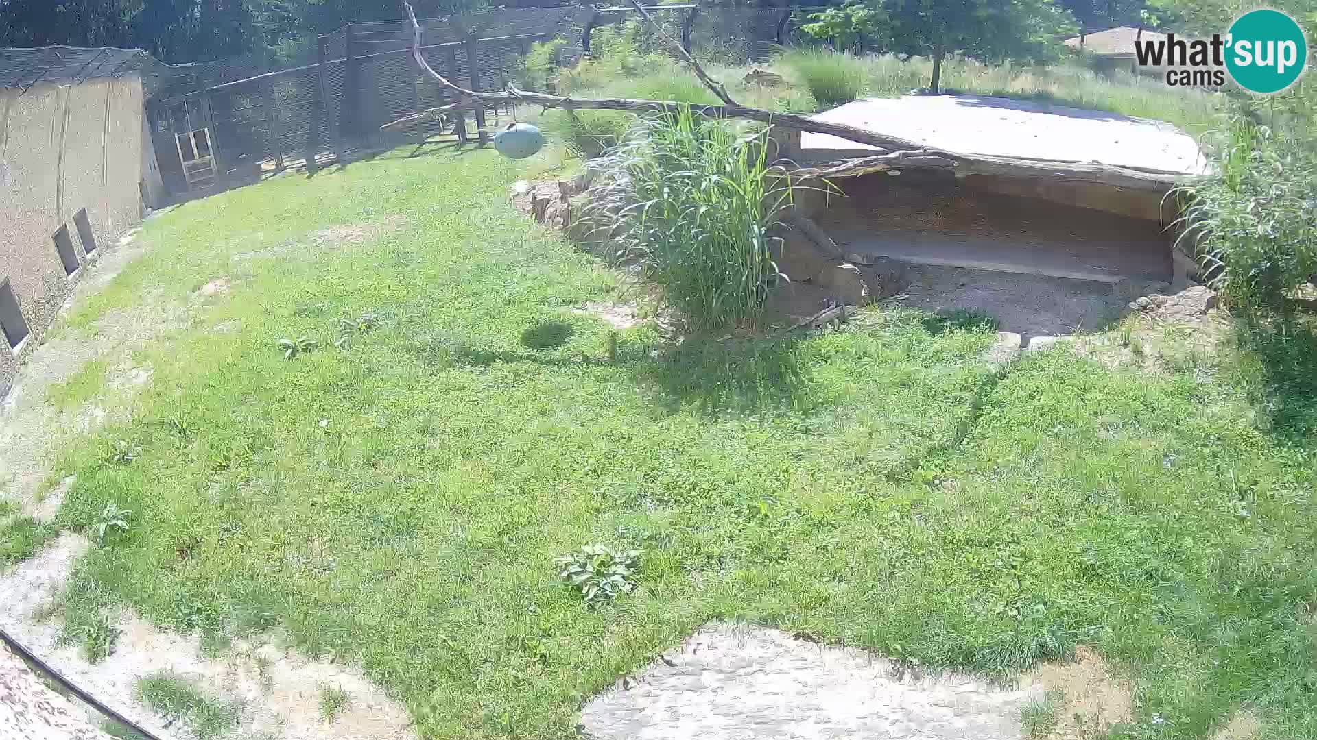 Löwe live Webcam im Zoo von Ljubljana – Slowenien