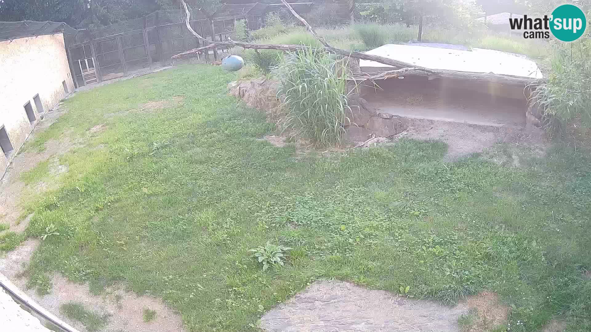 Löwe live Webcam im Zoo von Ljubljana – Slowenien
