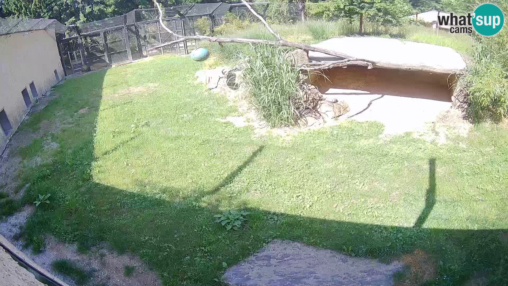 LEVI spletna kamera v živalskem vrtu Ljubljana Zoo