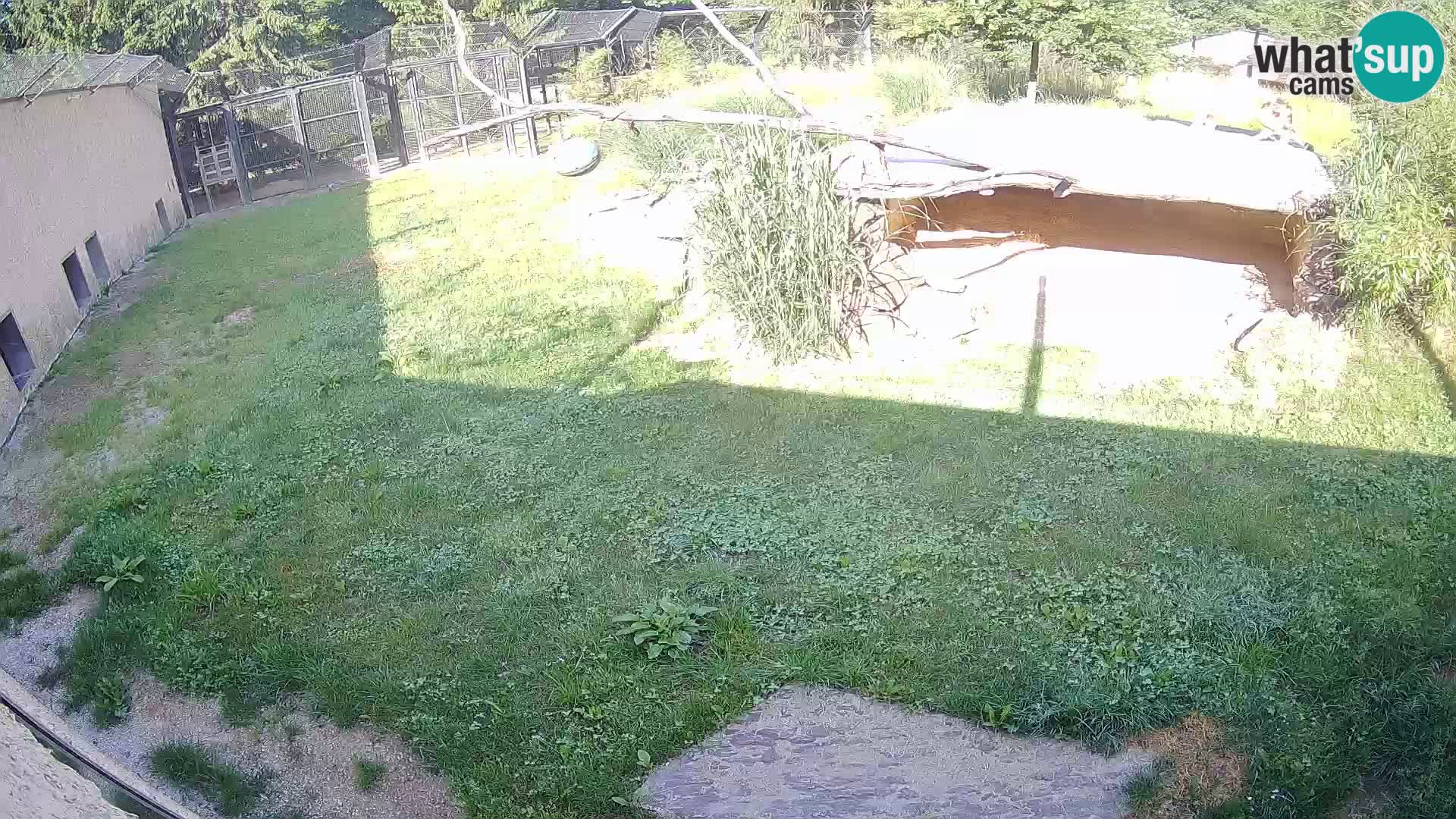 LION live Webcam in Ljubljana Zoo – Slovenia