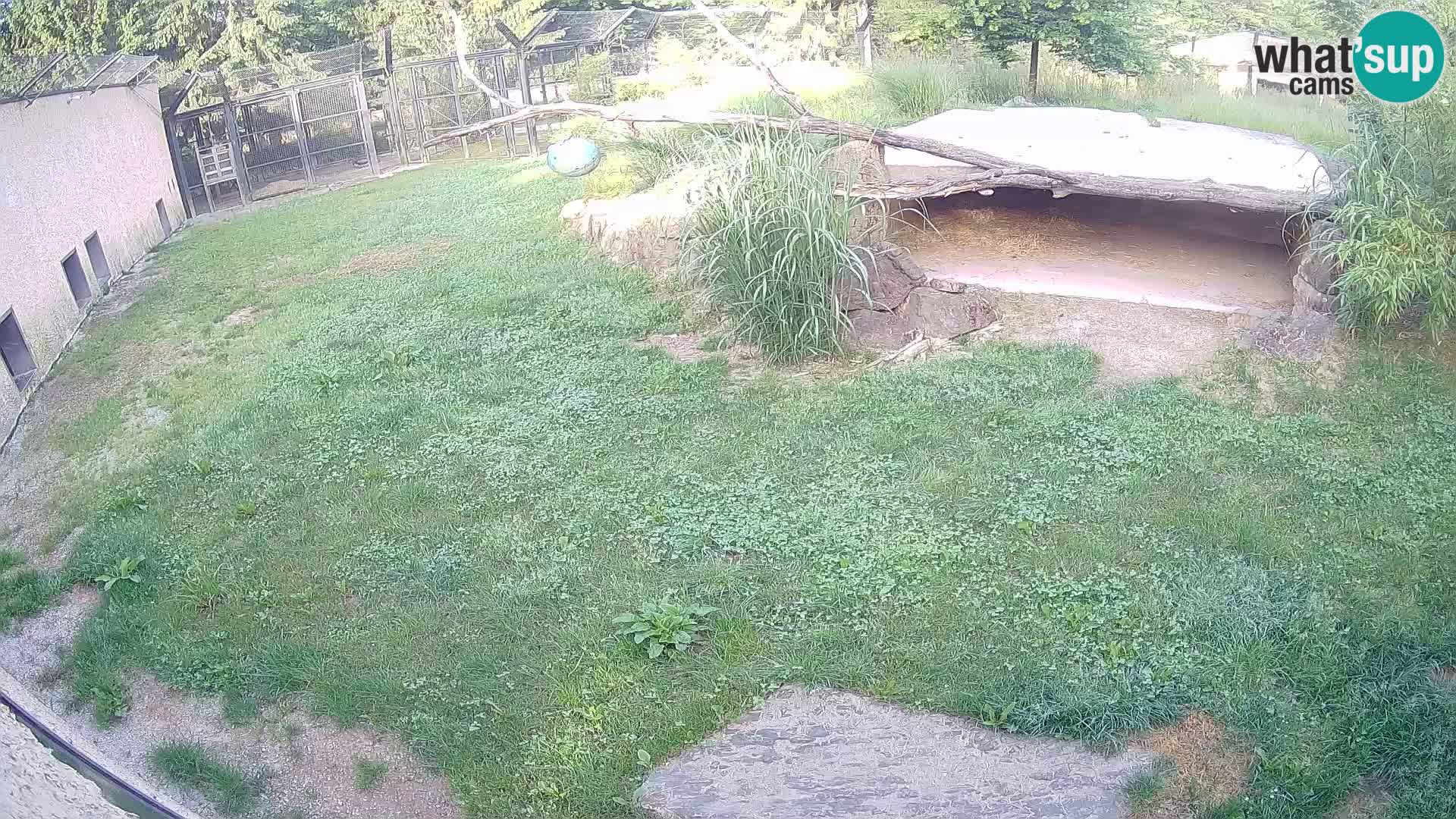 LION live Webcam in Ljubljana Zoo – Slovenia