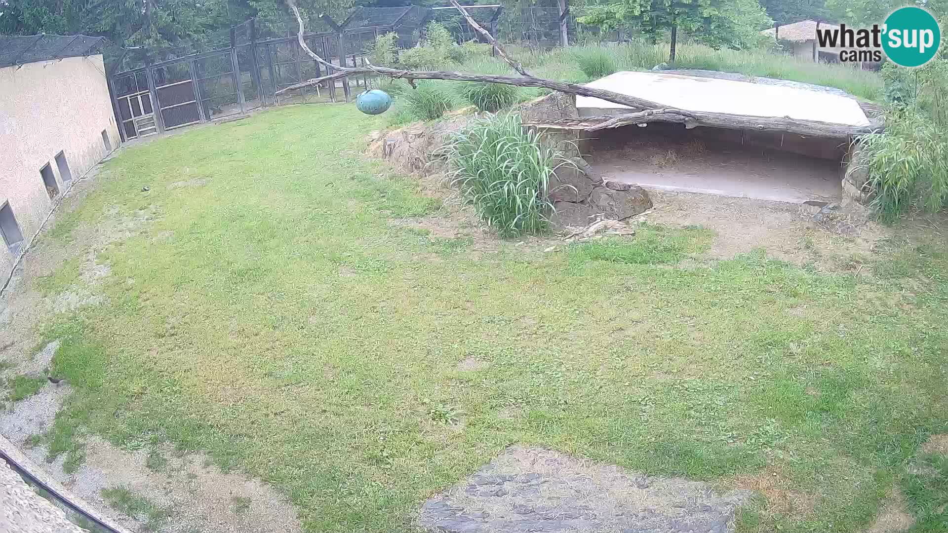 LION live Webcam in Ljubljana Zoo – Slovenia