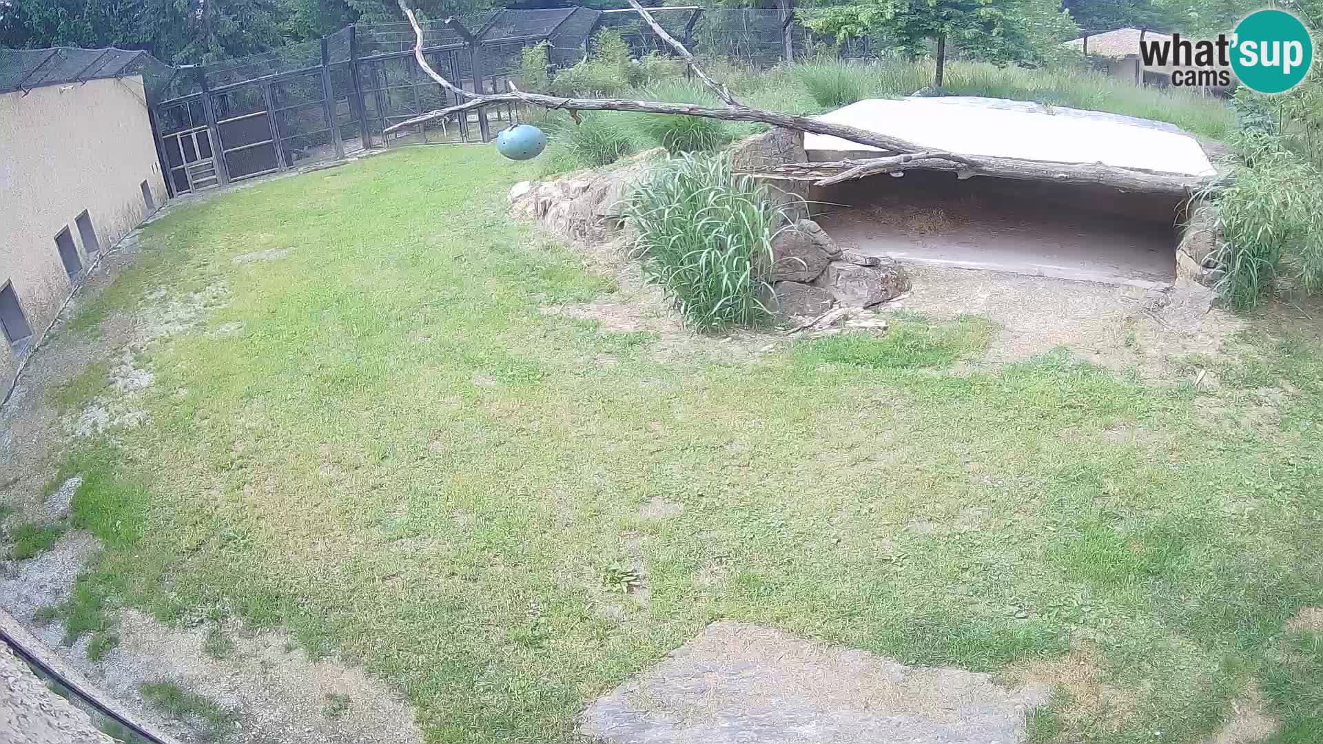 LEON Webcam en vivo en Ljubljana Zoo – Eslovenia