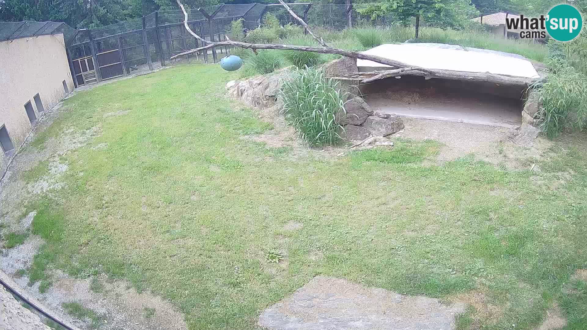 Lavovi web kamera uživo u ljubljanskom zoološkom vrtu – Slovenija