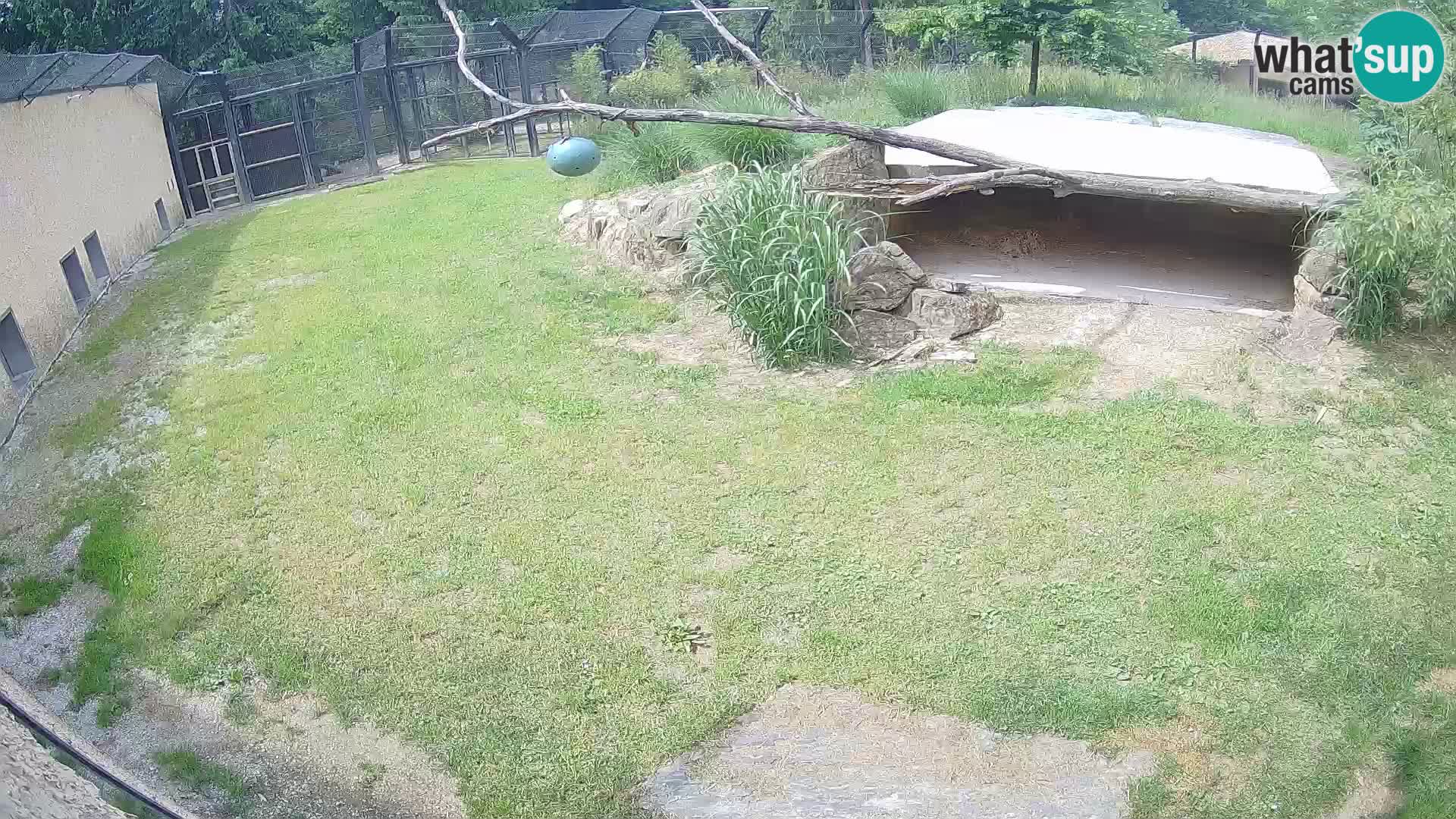 Lavovi web kamera uživo u ljubljanskom zoološkom vrtu – Slovenija