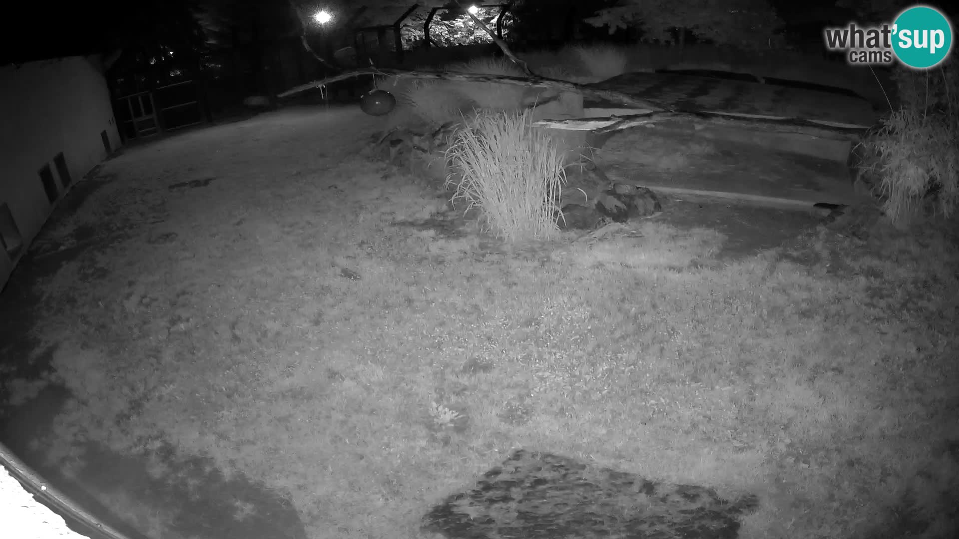 LION live Webcam in Ljubljana Zoo – Slovenia