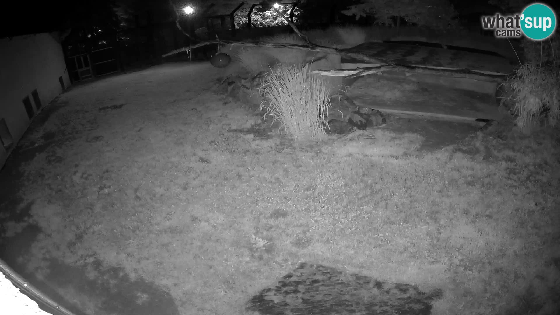 LEONE live Webcam nello zoo di Lubiana – Slovenia
