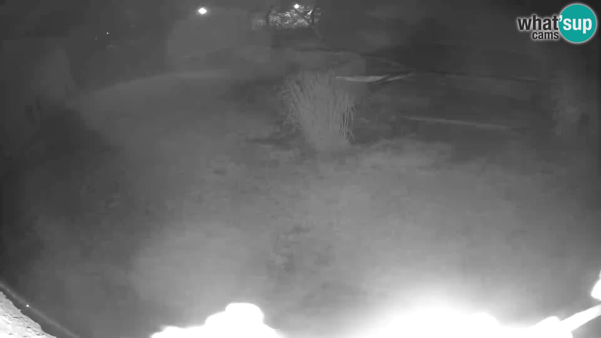 LION webcam en direct du zoo de Ljubljana – Slovénie