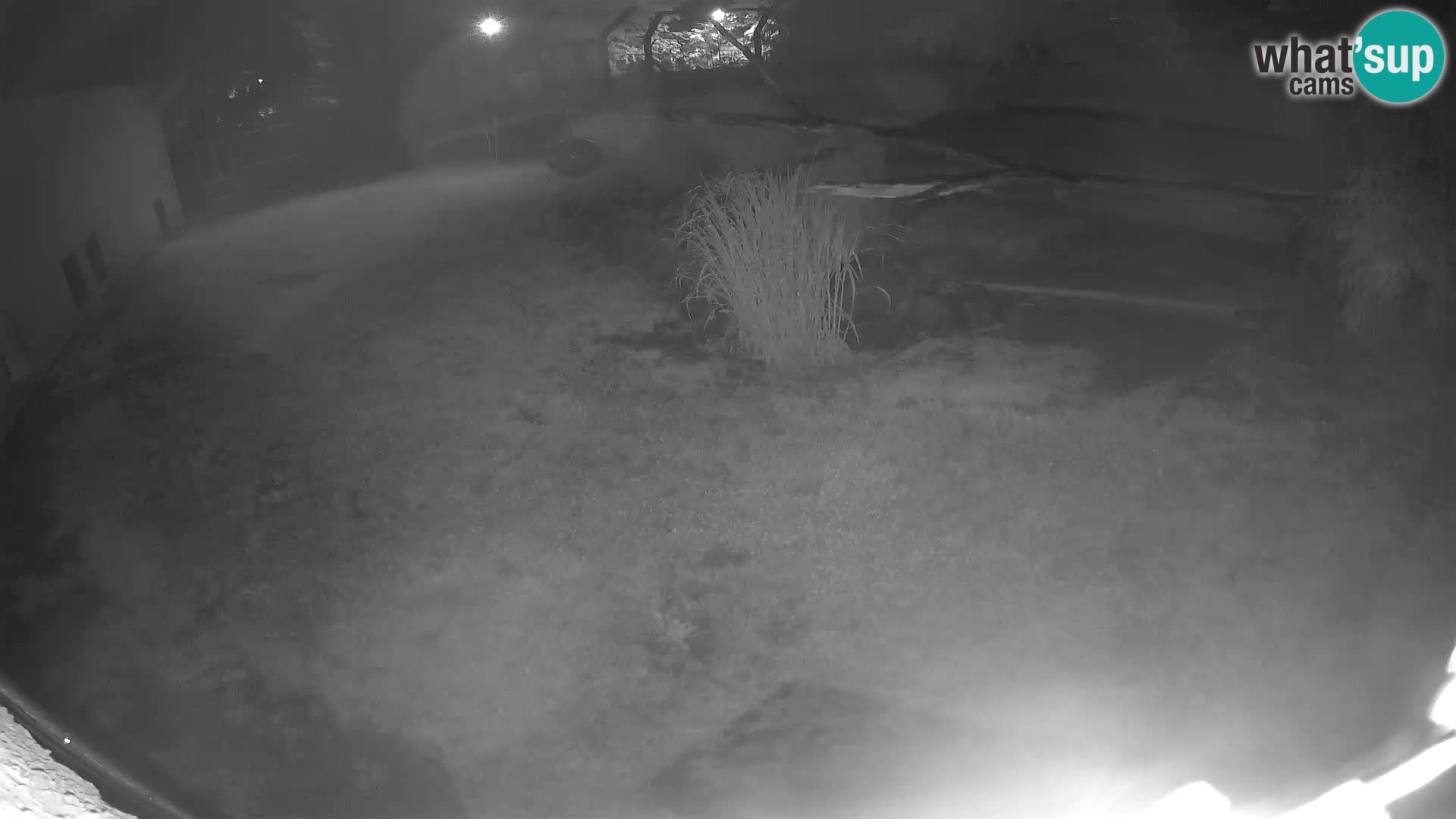 LEON Webcam en vivo en Ljubljana Zoo – Eslovenia