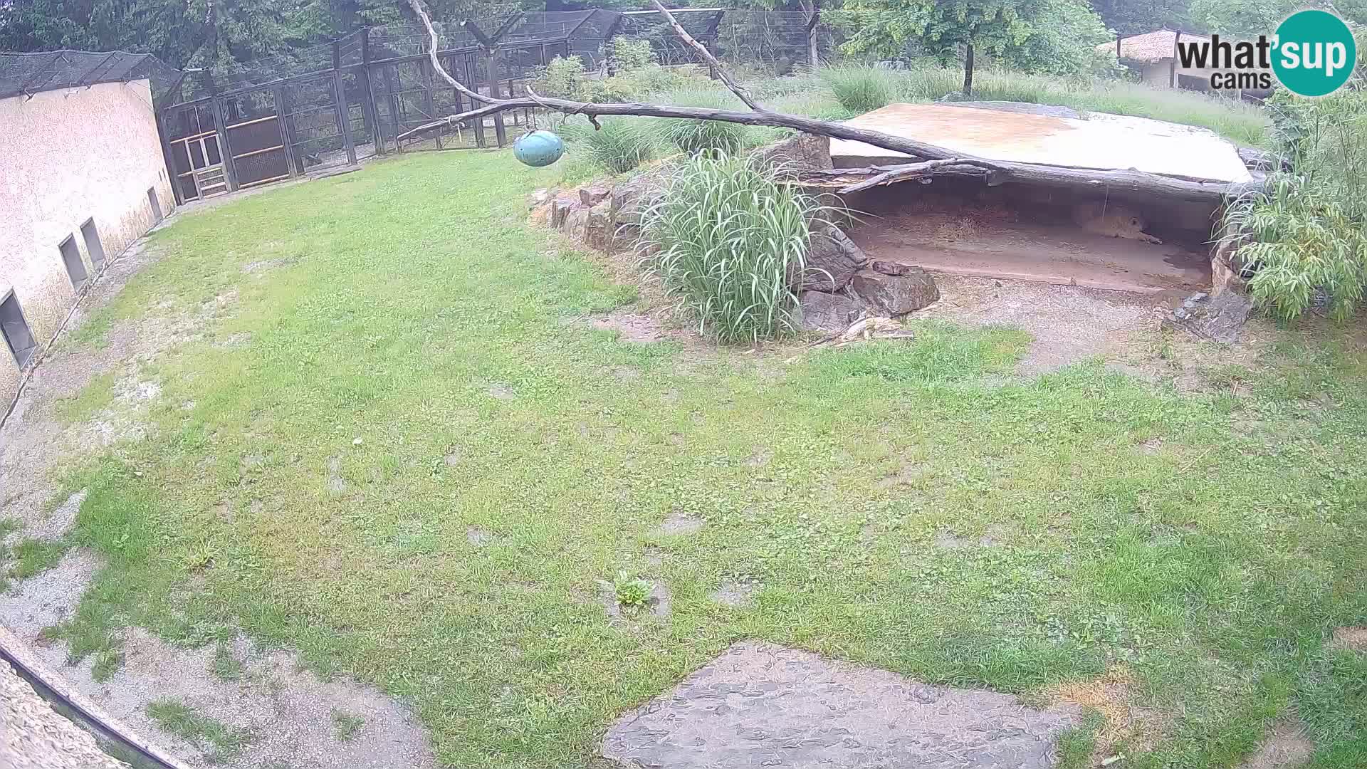 LEVI spletna kamera v živalskem vrtu Ljubljana Zoo