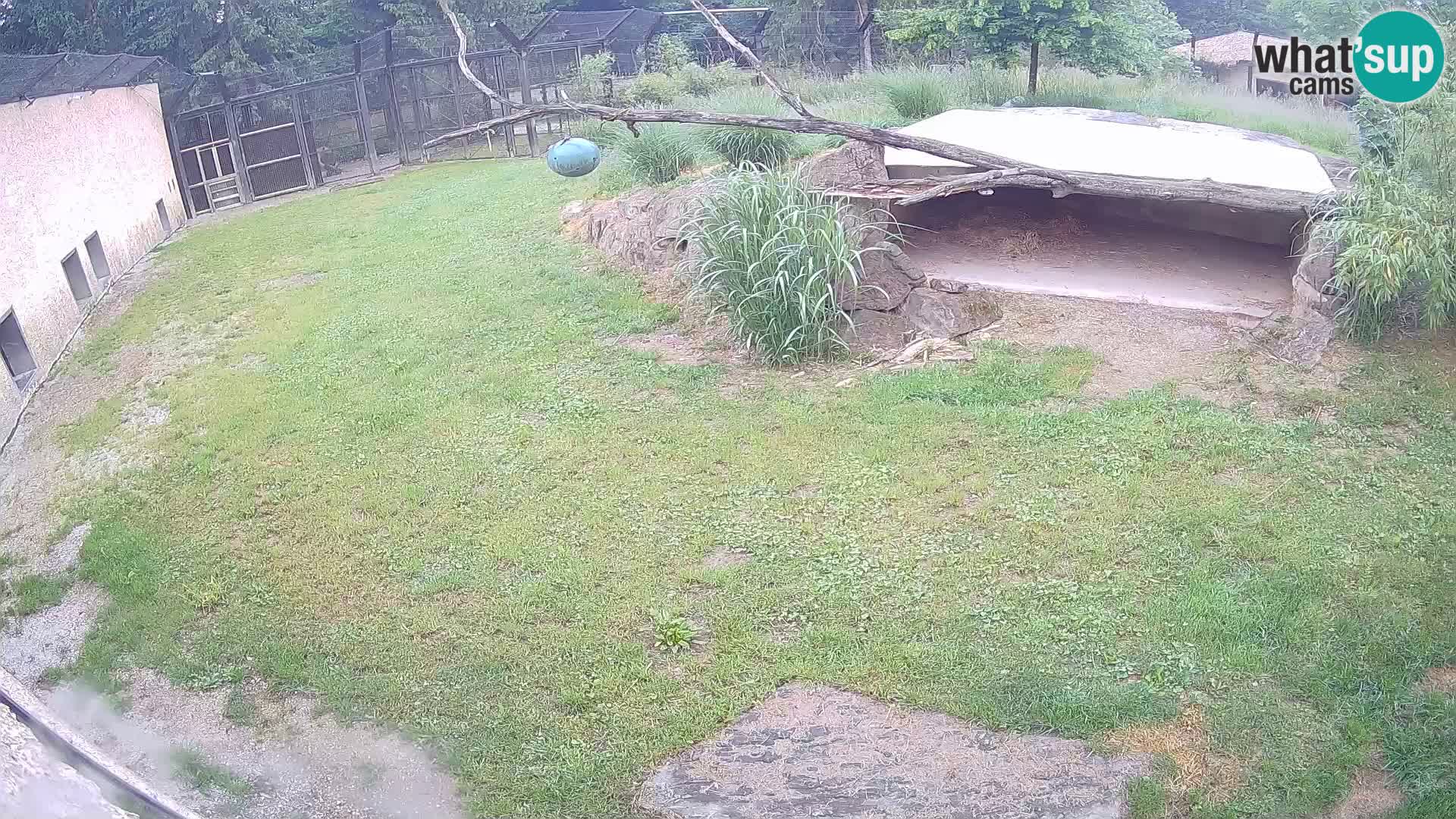 LION webcam en direct du zoo de Ljubljana – Slovénie