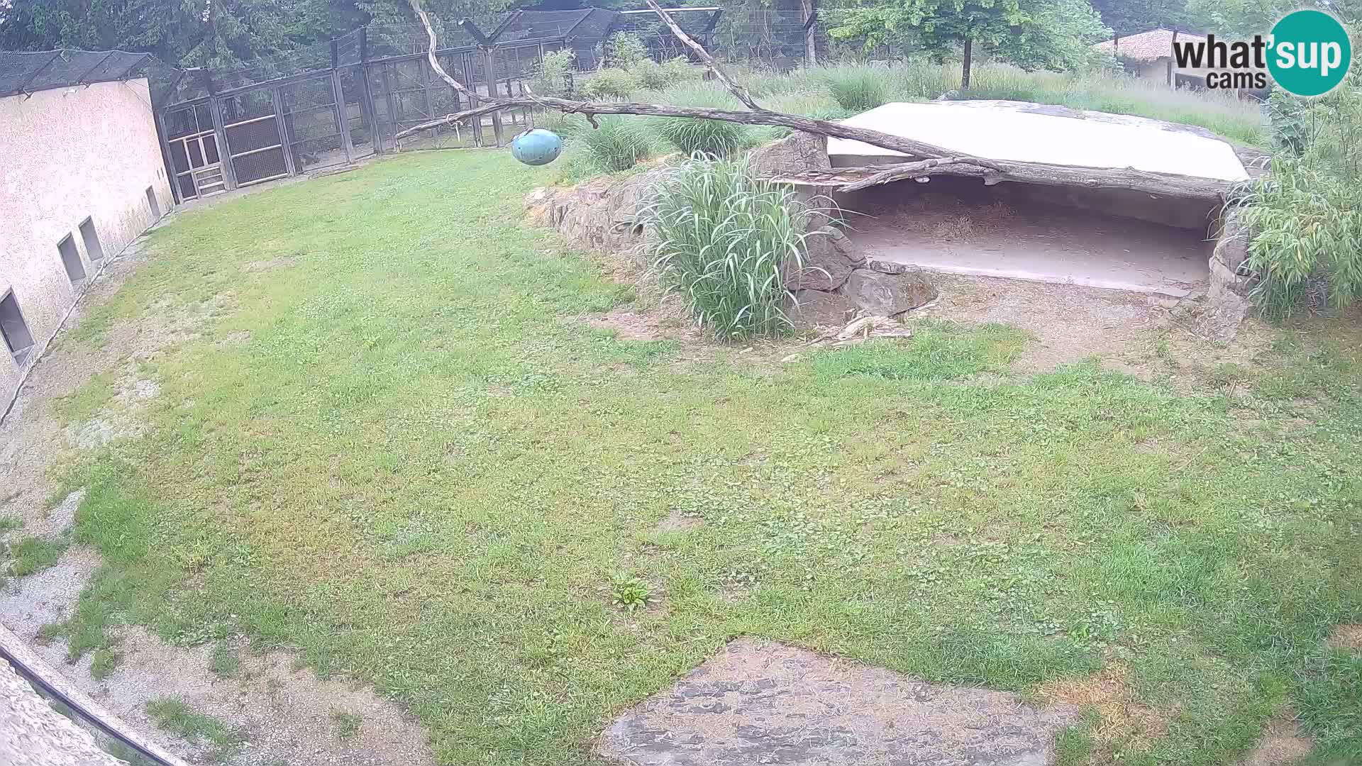 LION live Webcam in Ljubljana Zoo – Slovenia