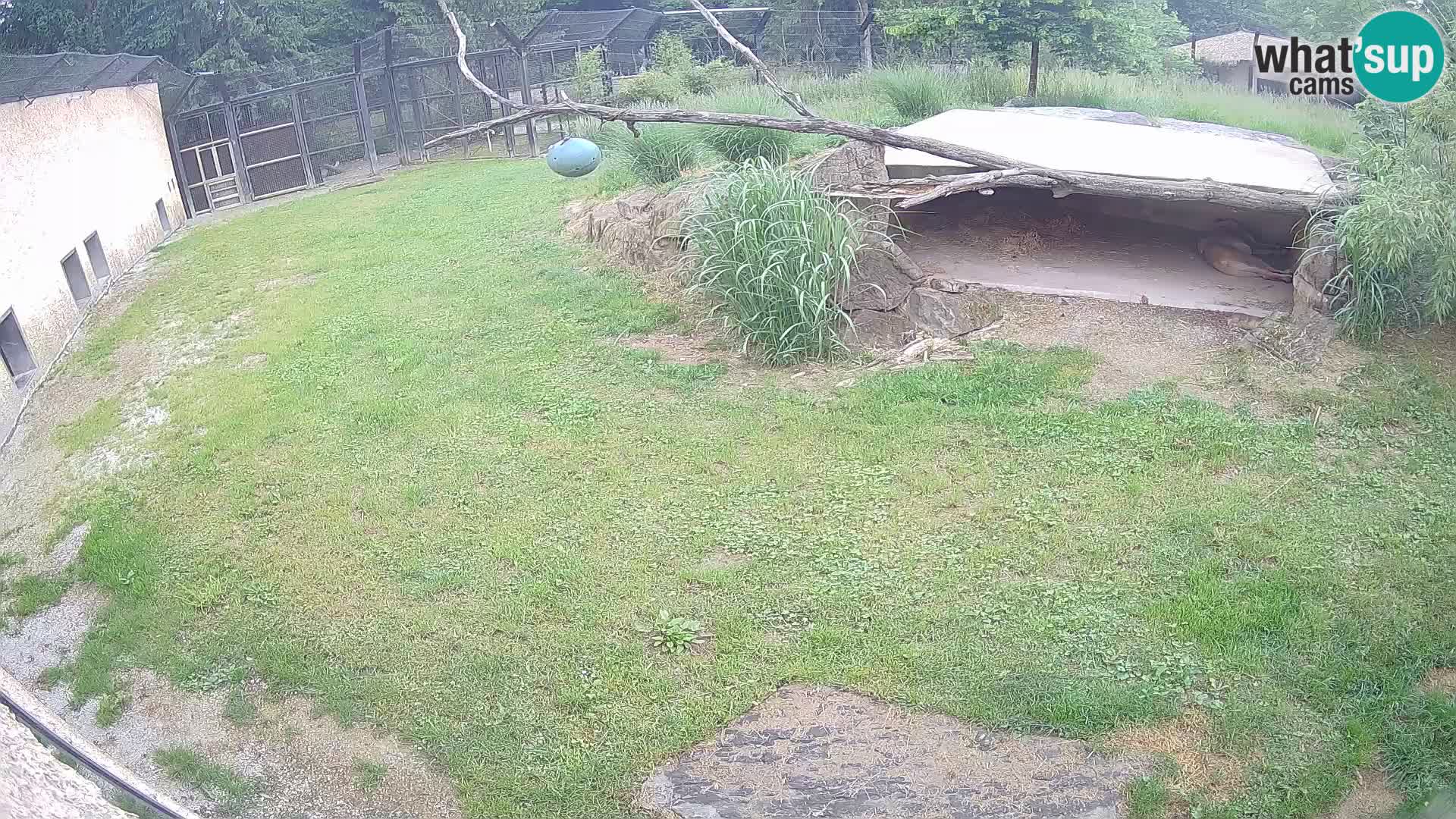 Lavovi web kamera uživo u ljubljanskom zoološkom vrtu – Slovenija