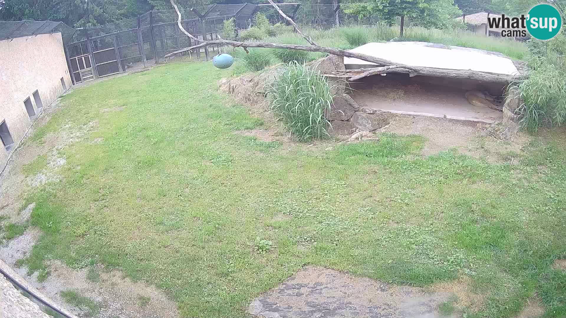 LEVI spletna kamera v živalskem vrtu Ljubljana Zoo