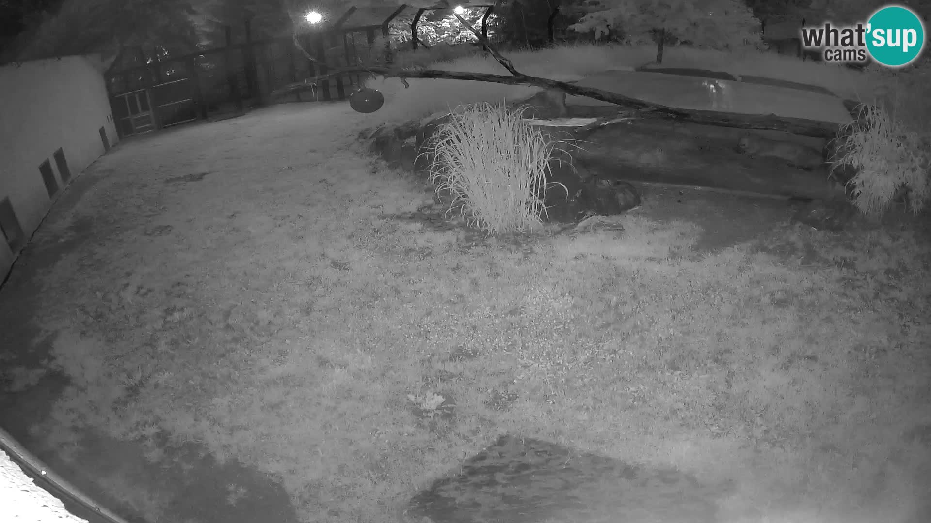 LION webcam en direct du zoo de Ljubljana – Slovénie