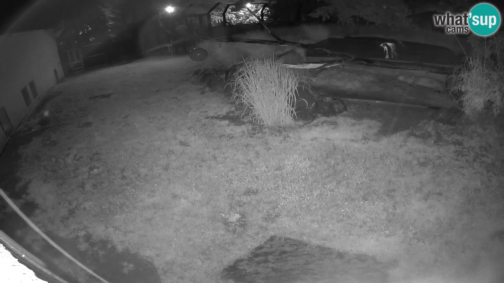 Löwe live Webcam im Zoo von Ljubljana – Slowenien