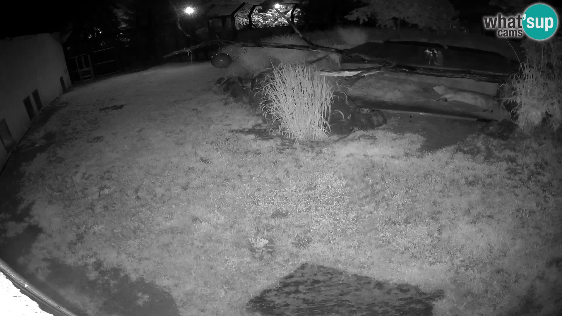 LION webcam en direct du zoo de Ljubljana – Slovénie