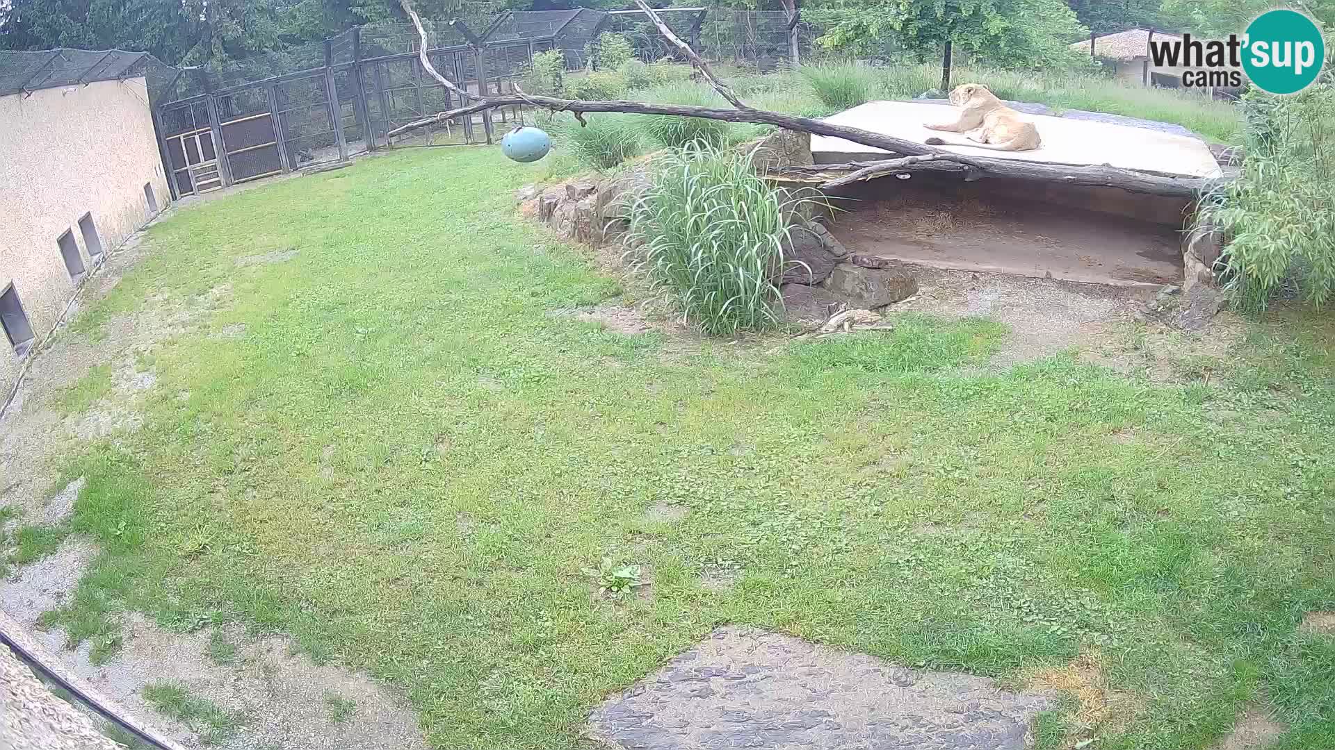LEVI spletna kamera v živalskem vrtu Ljubljana Zoo