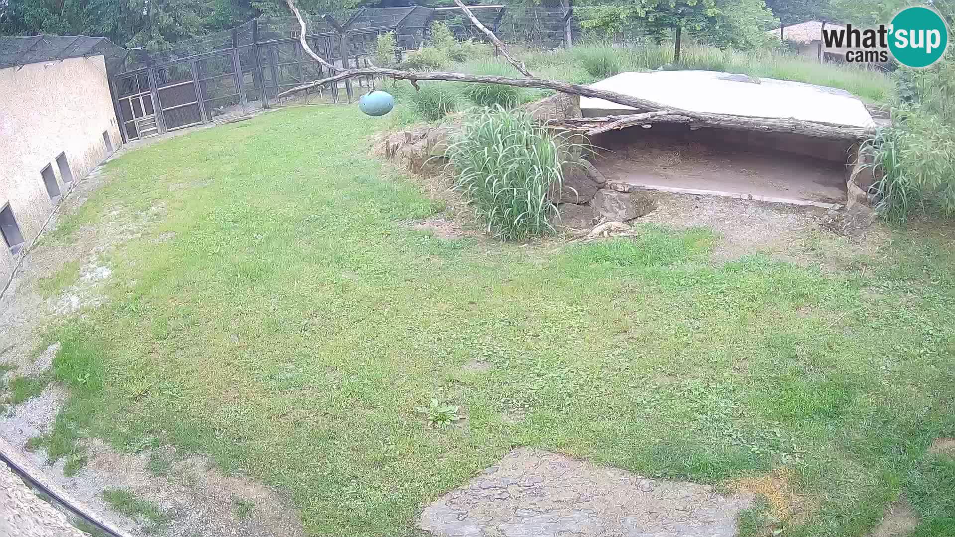 LION live Webcam in Ljubljana Zoo – Slovenia