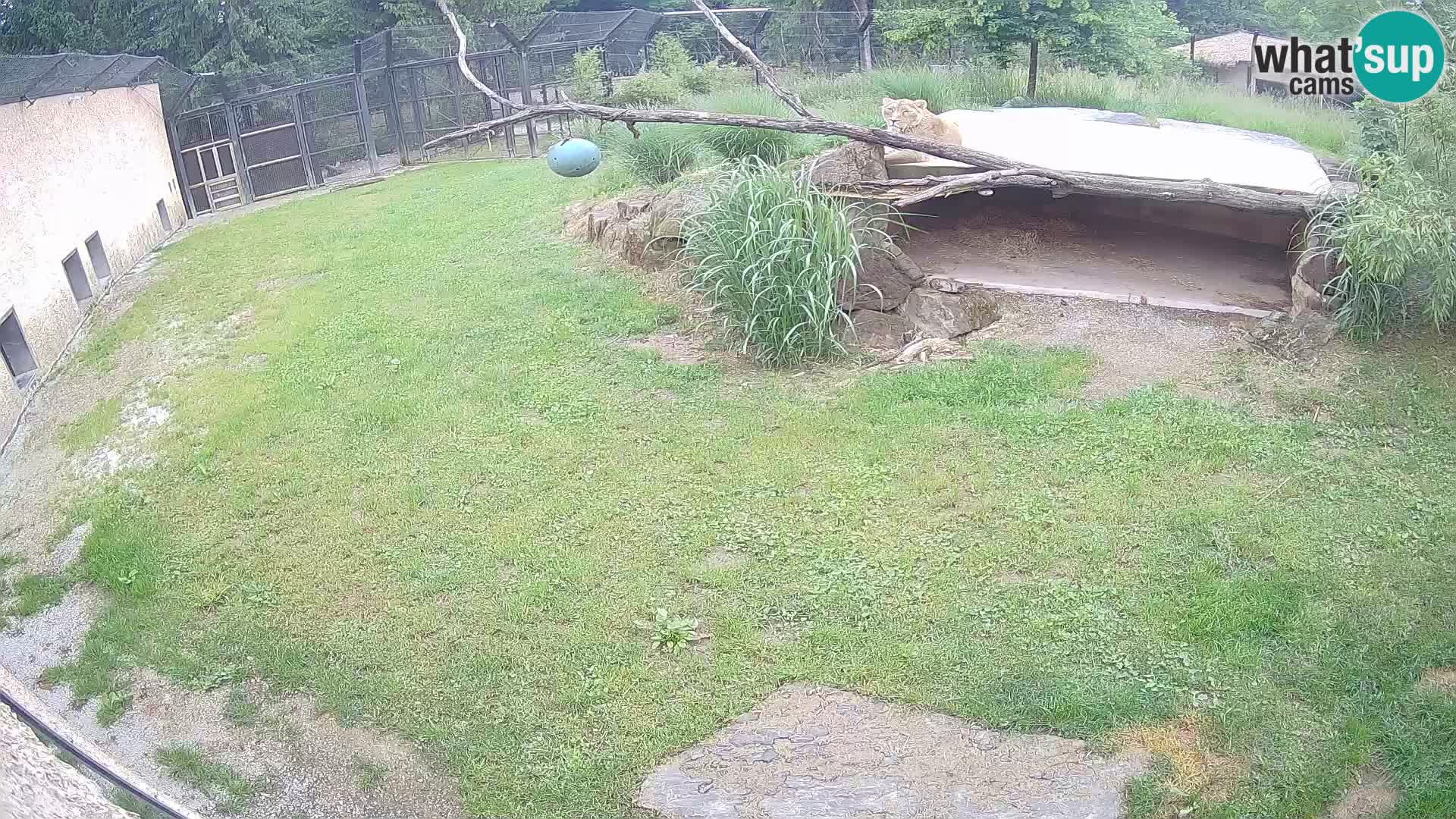 LEONE live Webcam nello zoo di Lubiana – Slovenia