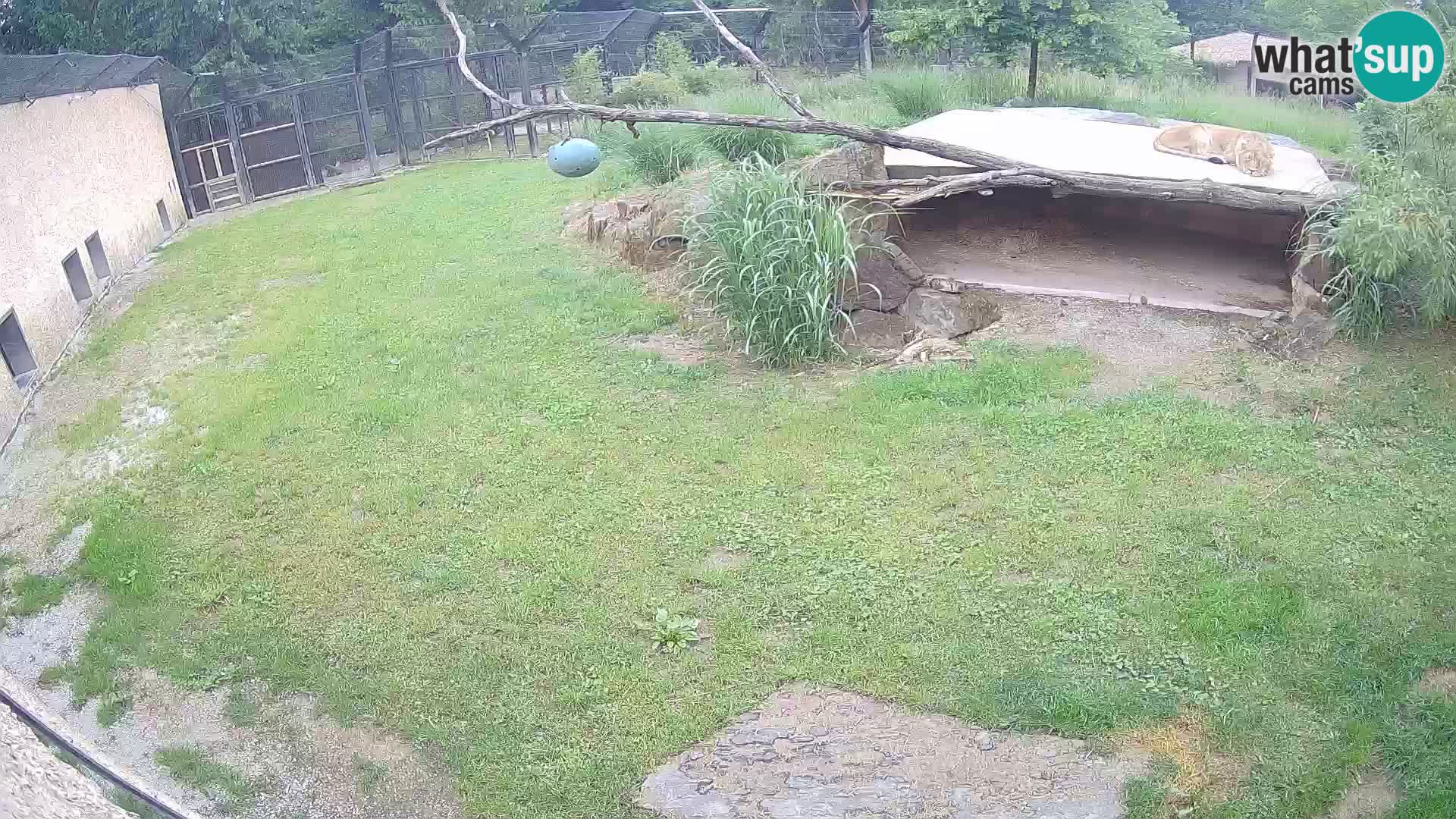 LEON Webcam en vivo en Ljubljana Zoo – Eslovenia