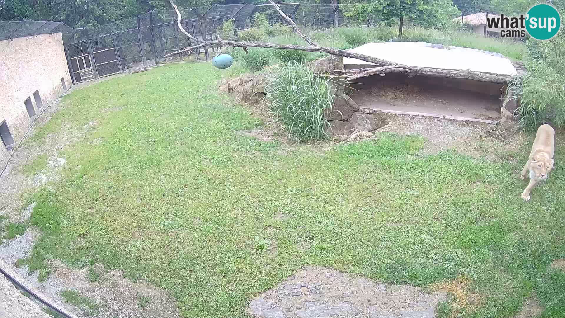 LION live Webcam in Ljubljana Zoo – Slovenia