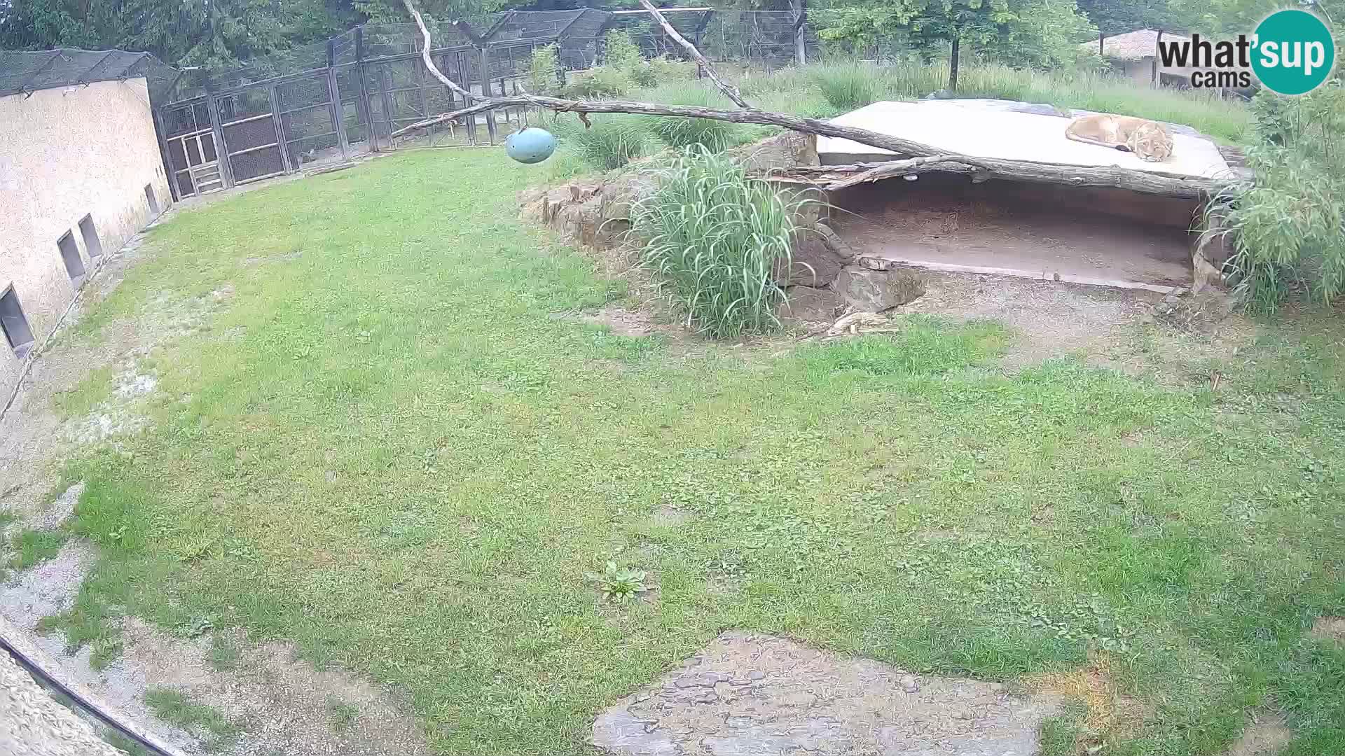 Löwe live Webcam im Zoo von Ljubljana – Slowenien