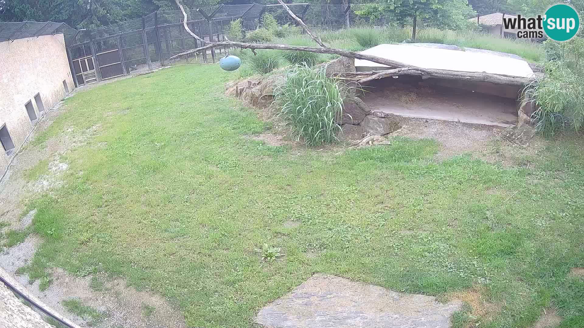LEONE live Webcam nello zoo di Lubiana – Slovenia