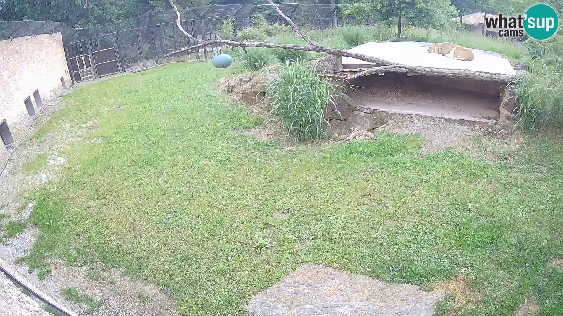 Lavovi web kamera uživo u ljubljanskom zoološkom vrtu – Slovenija