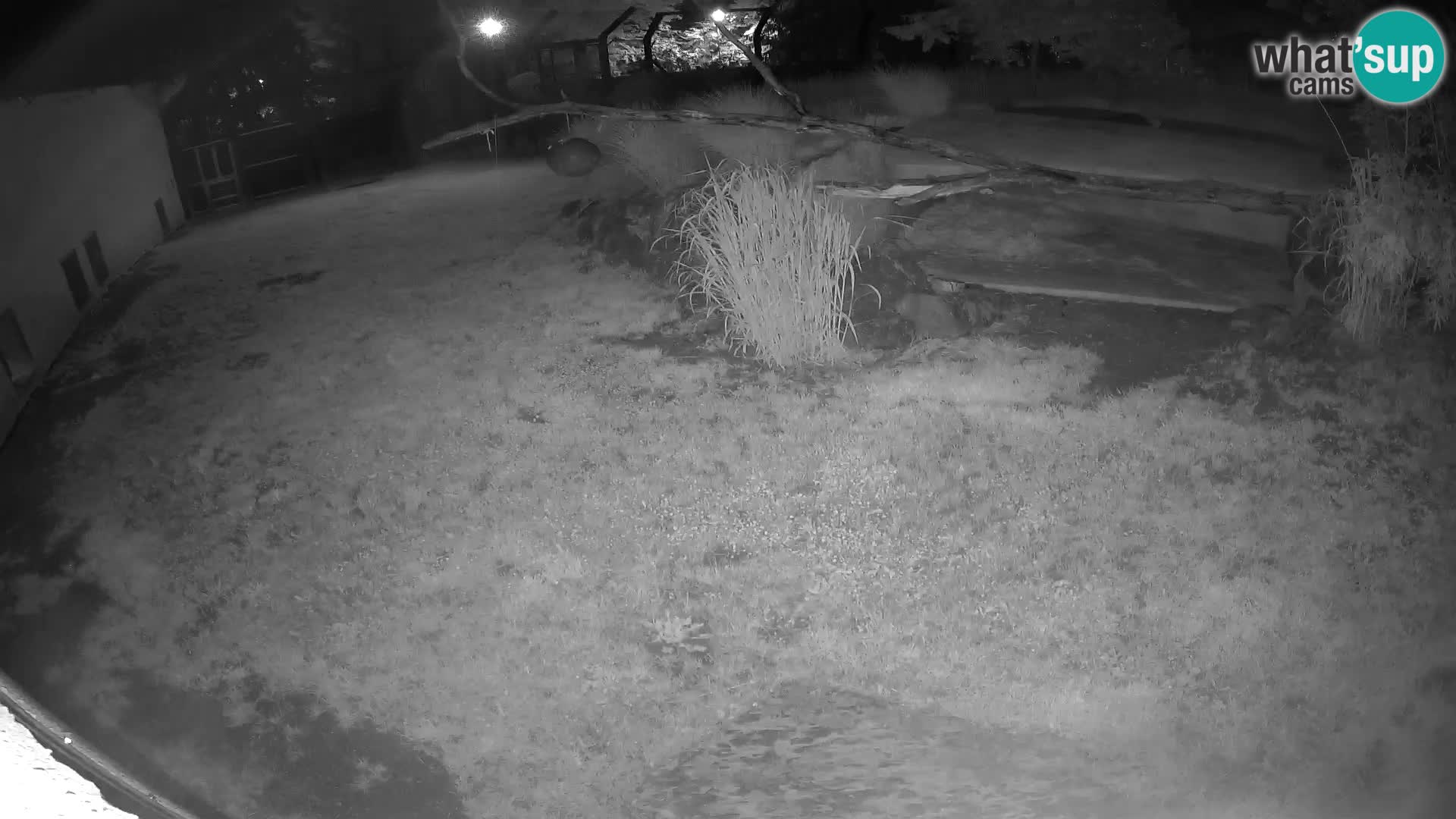 Löwe live Webcam im Zoo von Ljubljana – Slowenien