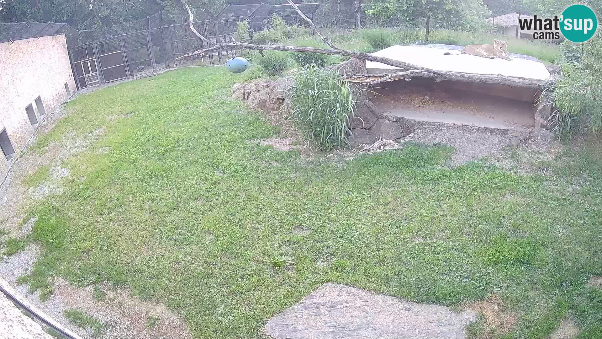 LEONE live Webcam nello zoo di Lubiana – Slovenia